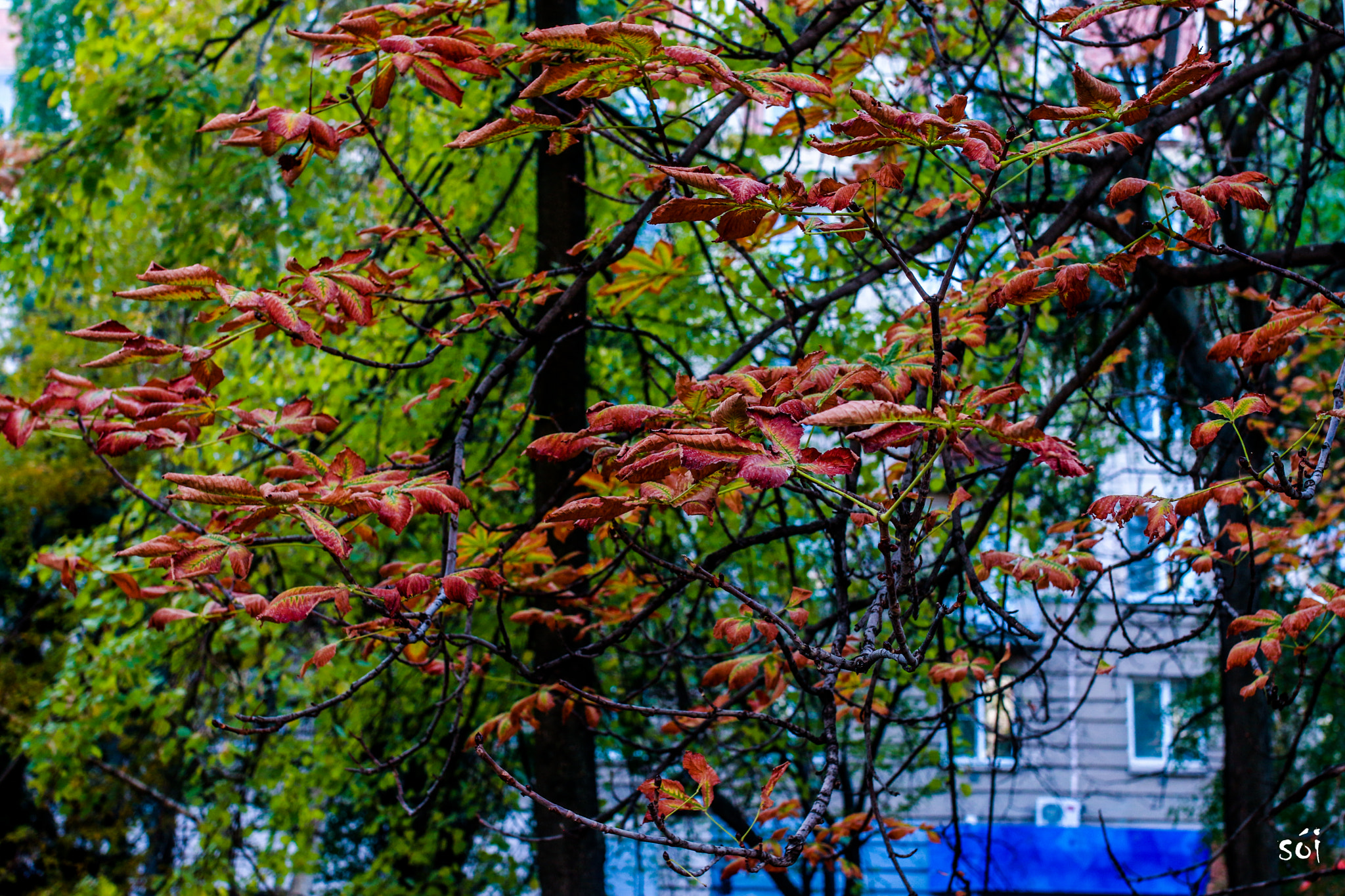 Canon EOS 70D + Sigma 35mm F1.4 DG HSM Art sample photo. Img photography