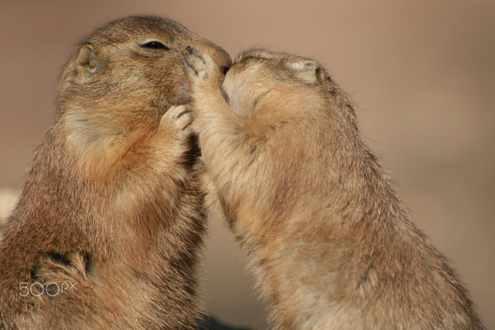 Canon EOS 400D (EOS Digital Rebel XTi / EOS Kiss Digital X) sample photo. Prairie dogs "love is all around" photography