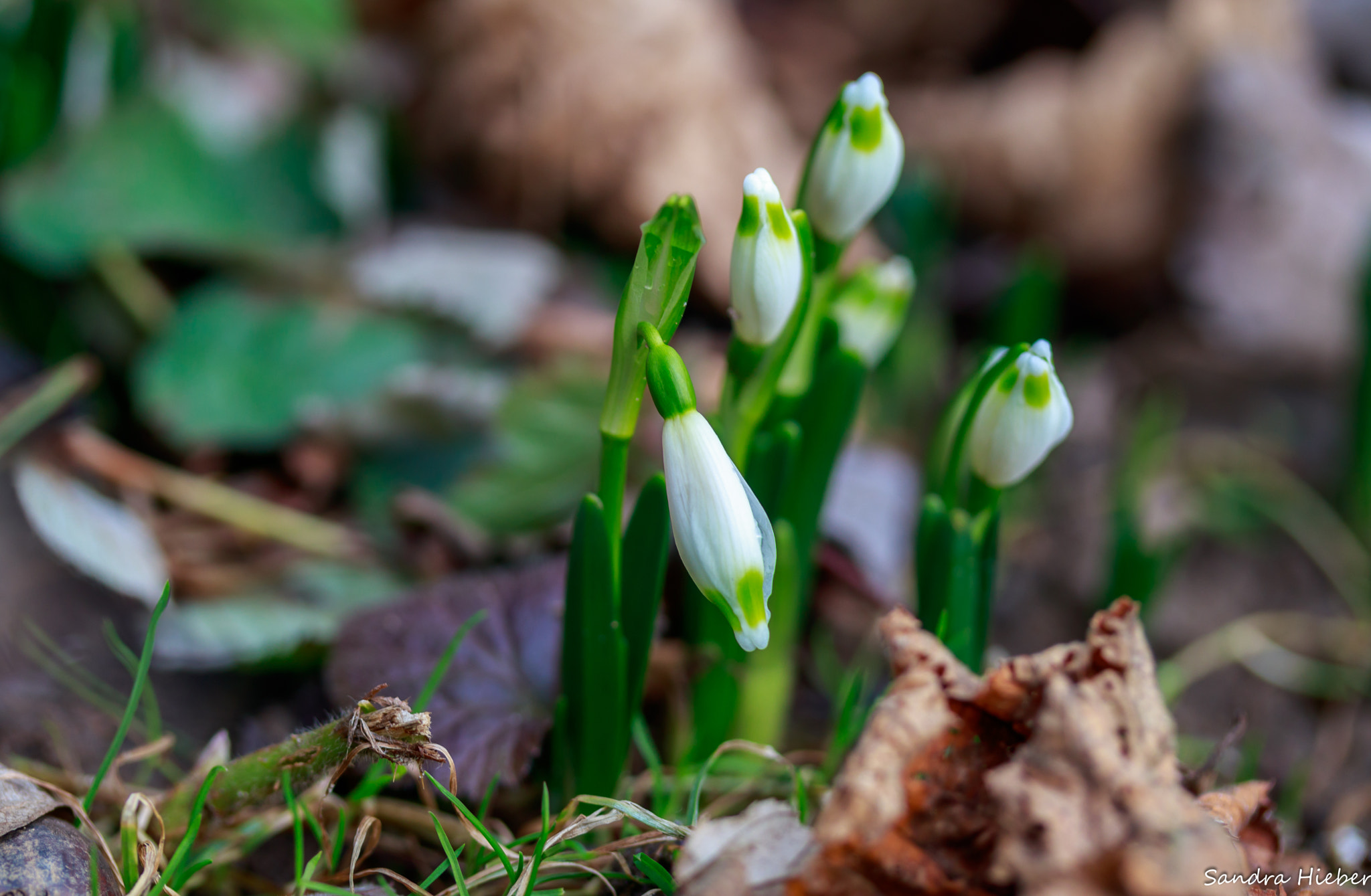 Canon EF-S 60mm F2.8 Macro USM sample photo. Schneeglöckchen photography