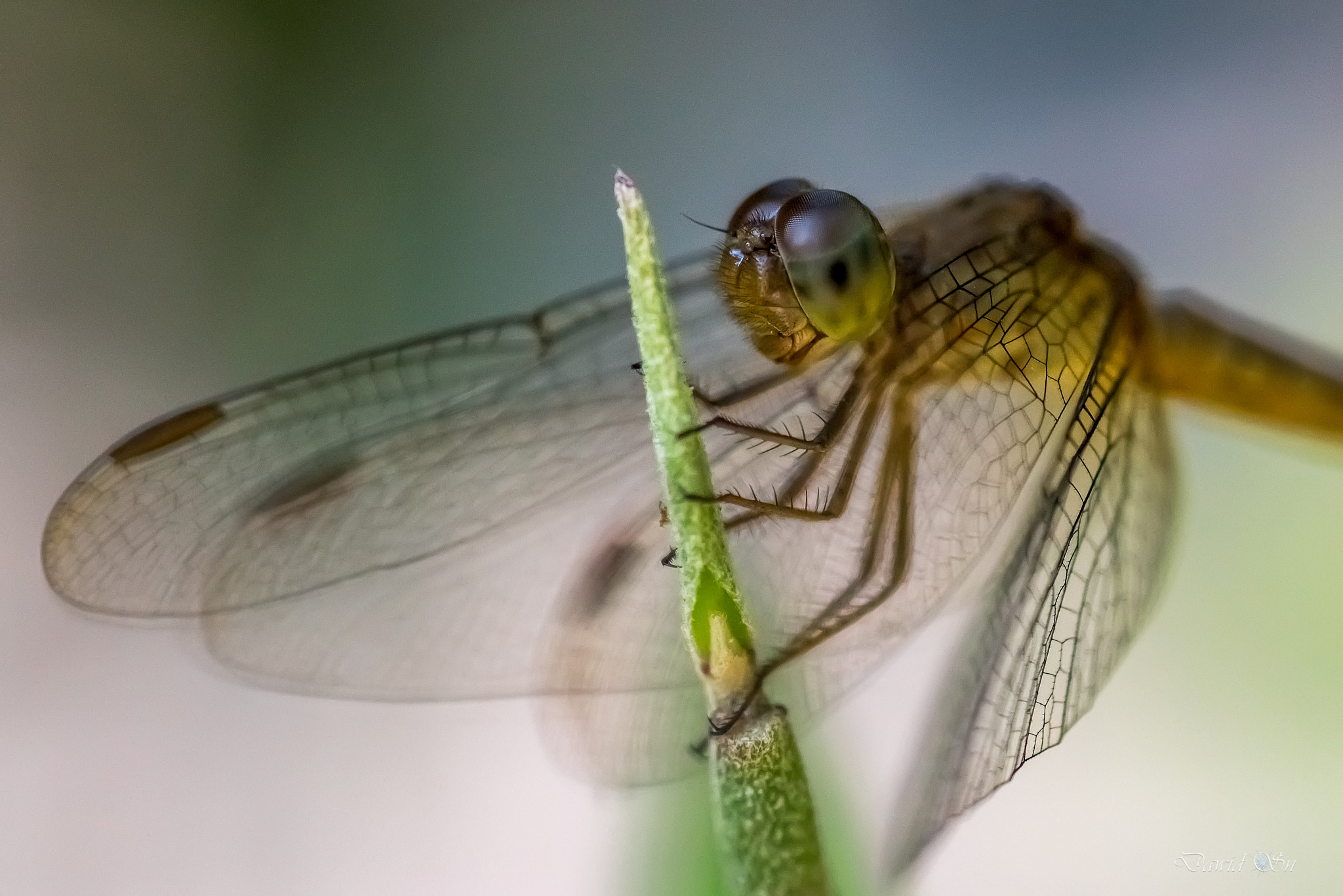 Nikon D750 + Tokina AT-X Pro 100mm F2.8 Macro sample photo. She photography