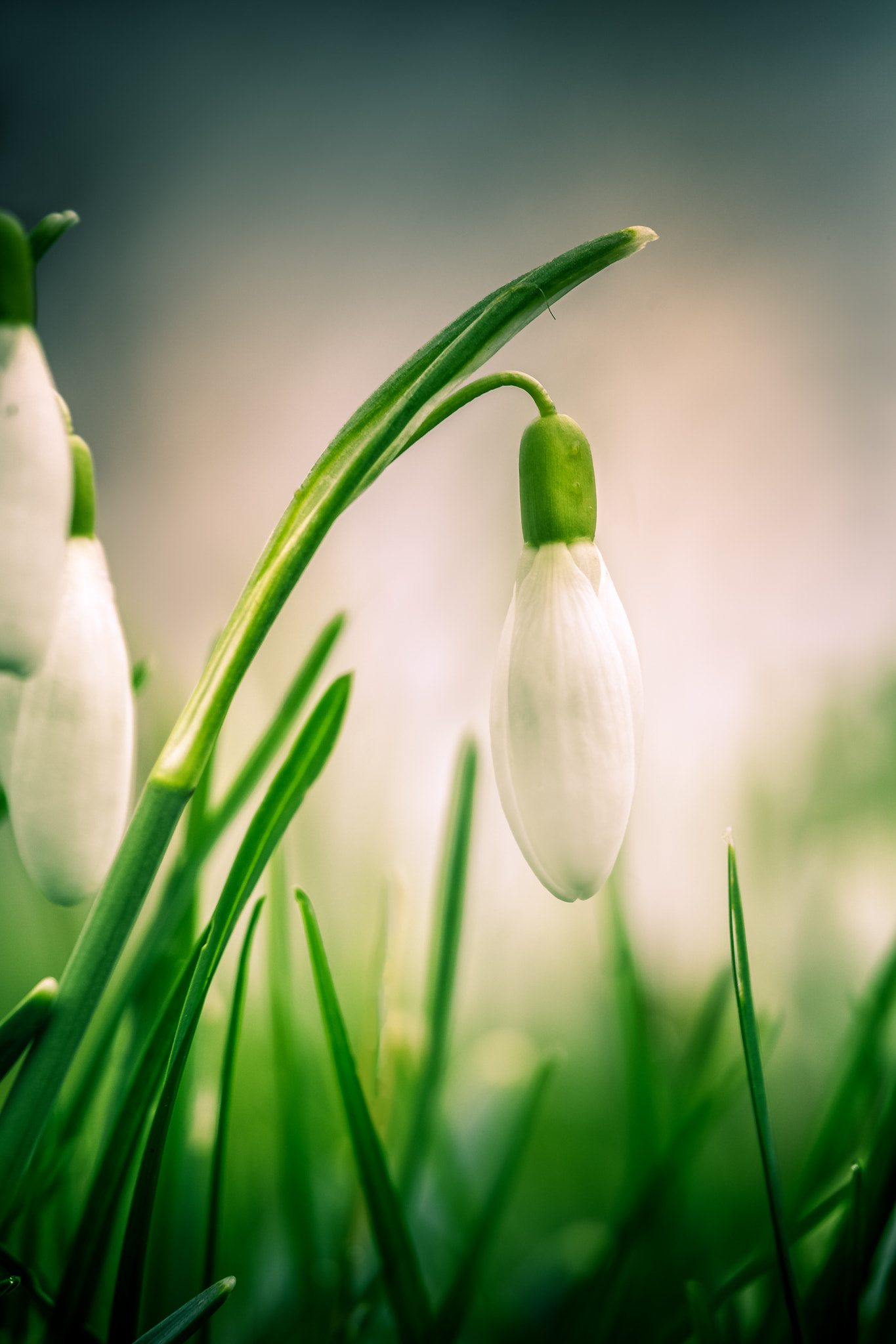 Canon EOS 700D (EOS Rebel T5i / EOS Kiss X7i) + Canon EF 70-200mm F4L IS USM sample photo. First snowdrop photography