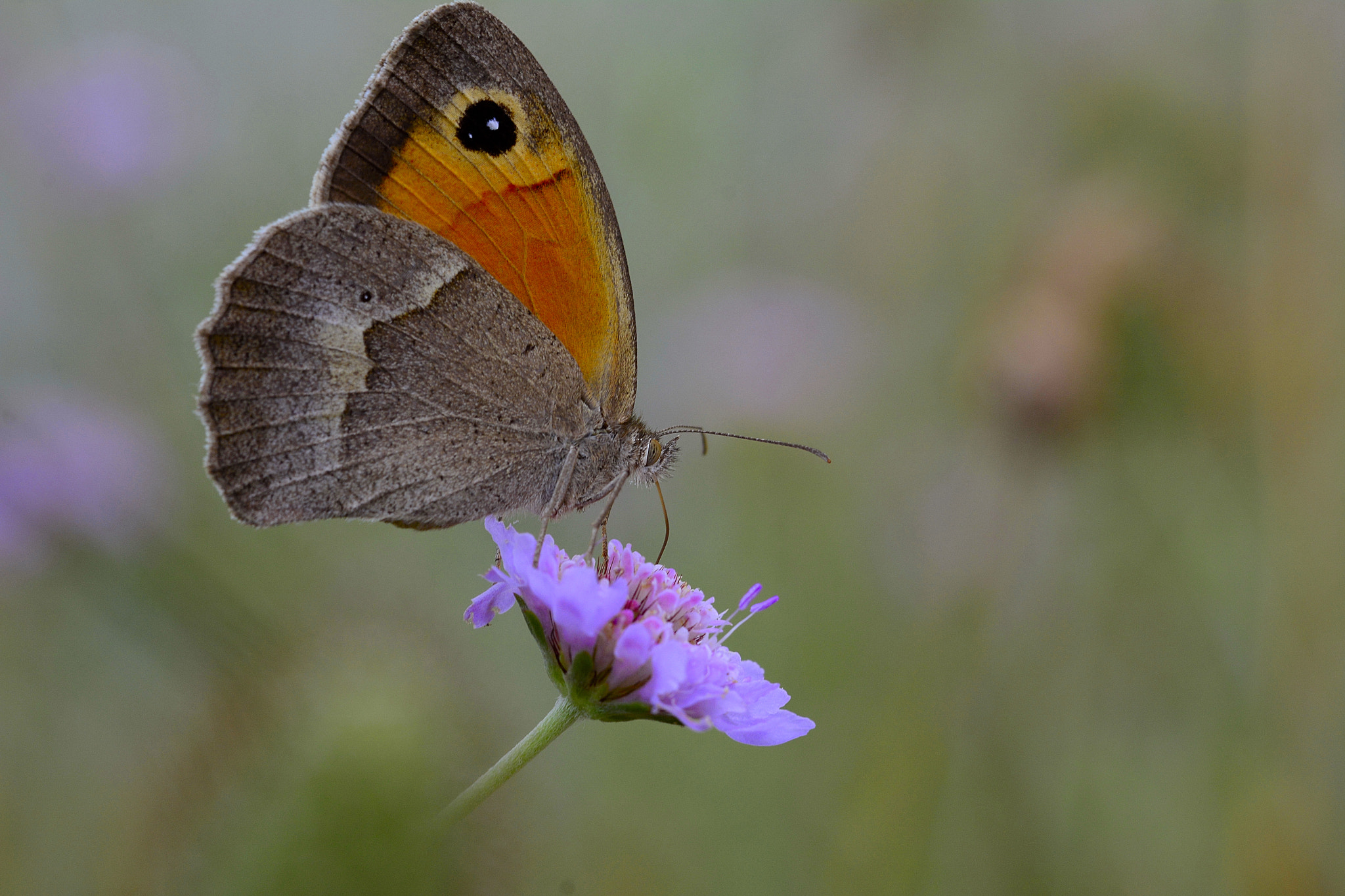 Nikon D7100 sample photo. Butterfly photography