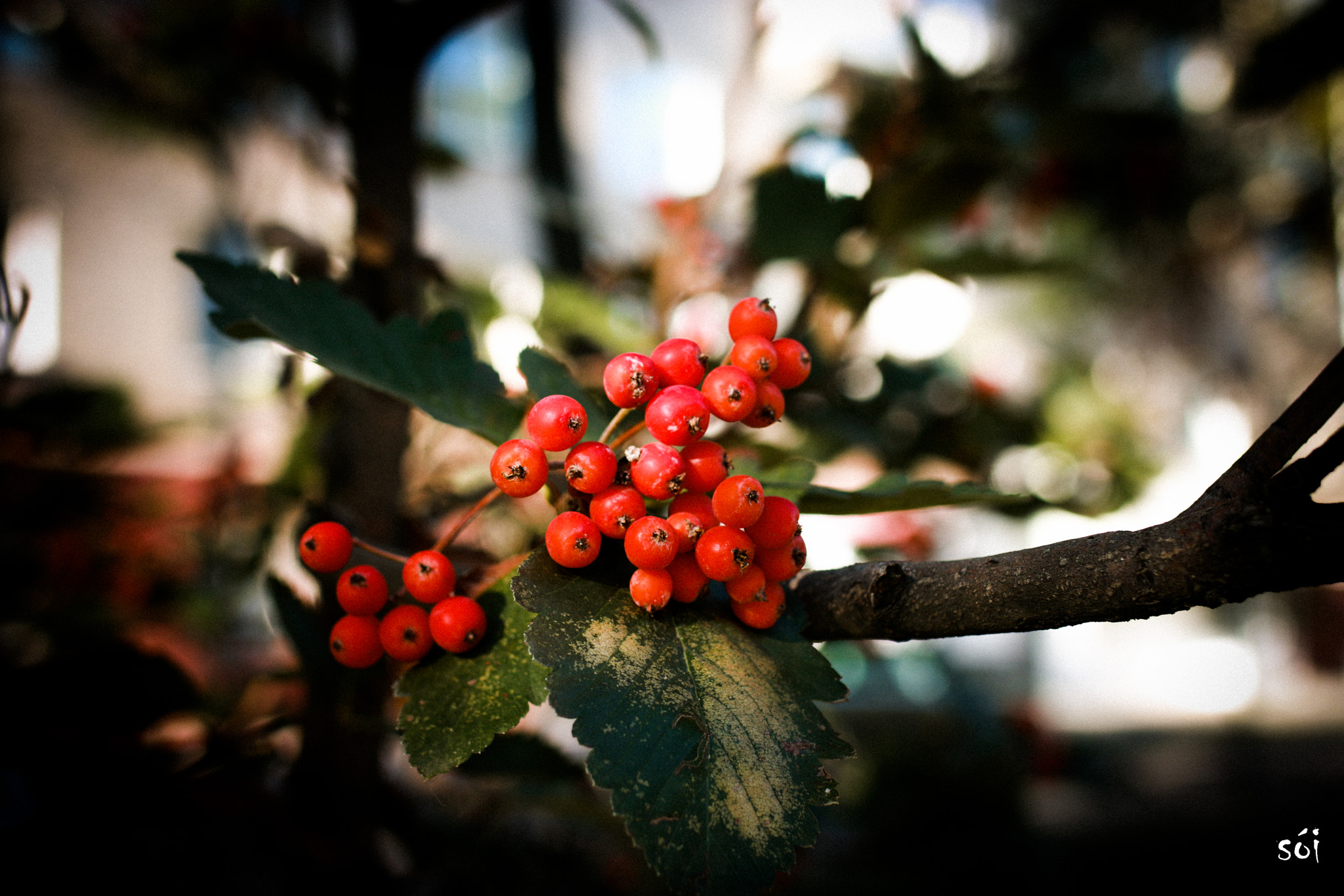 Canon EOS 70D + Sigma 35mm F1.4 DG HSM Art sample photo. Img photography