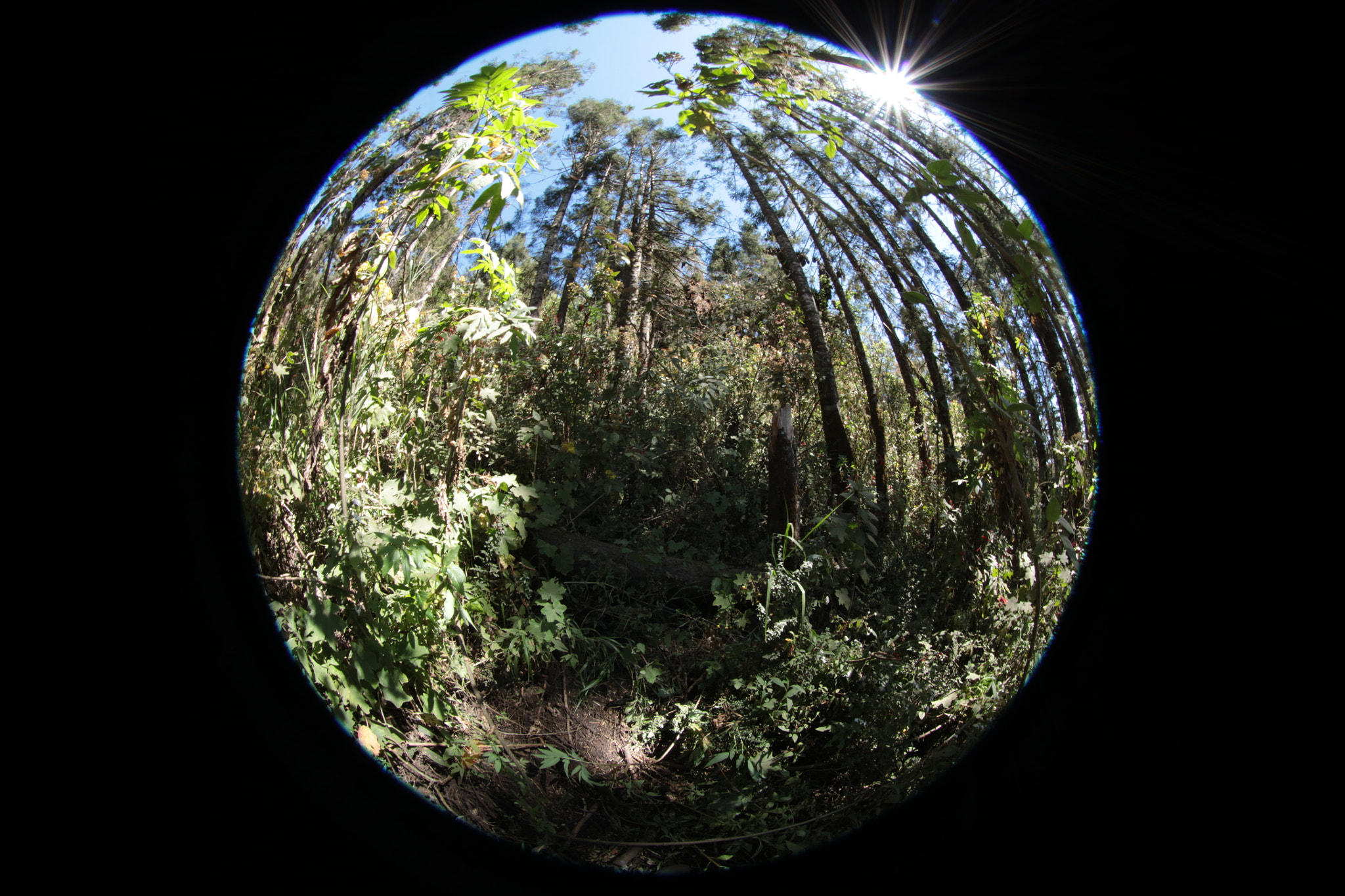 Canon EF 8-15mm F4L Fisheye USM sample photo. Magic. photography
