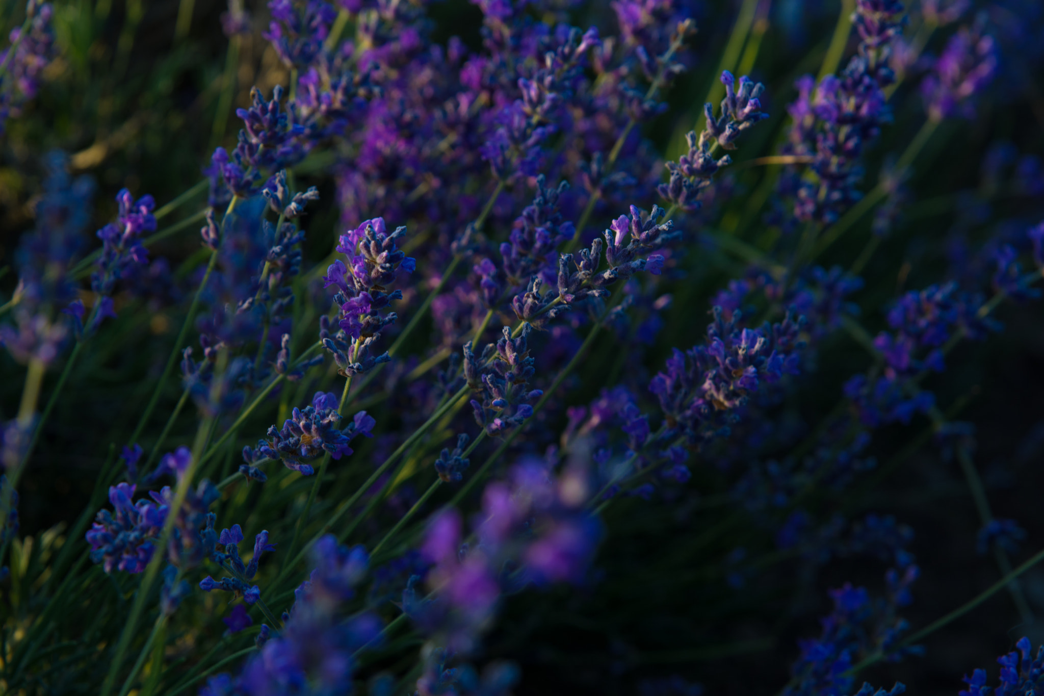 Nikon D5200 sample photo. Lavender mood photography