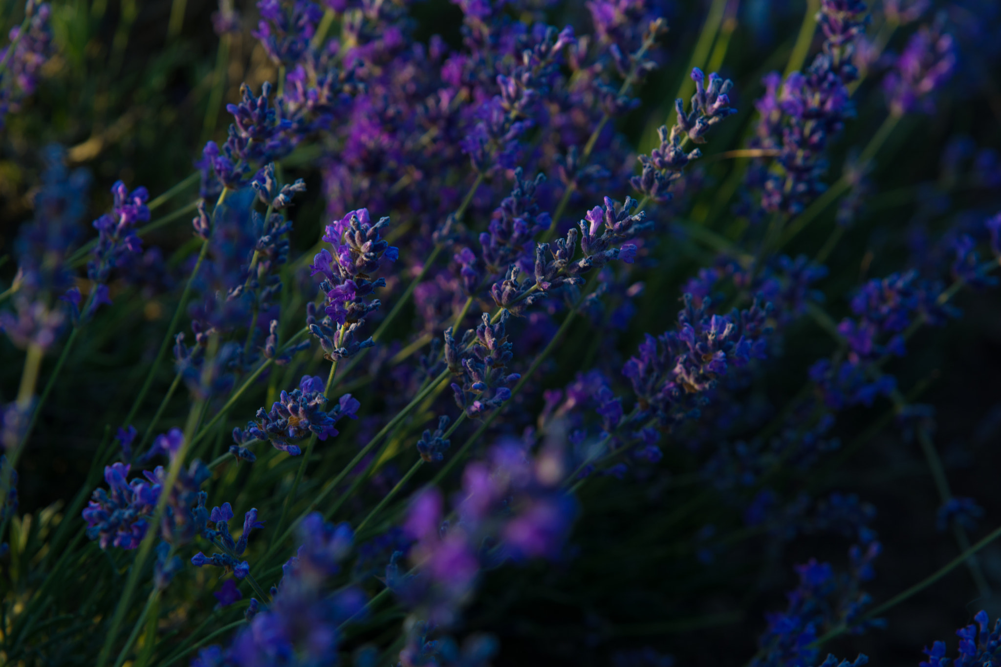 Nikon D5200 + Sigma 24-70mm F2.8 EX DG HSM sample photo. Lavender mood photography