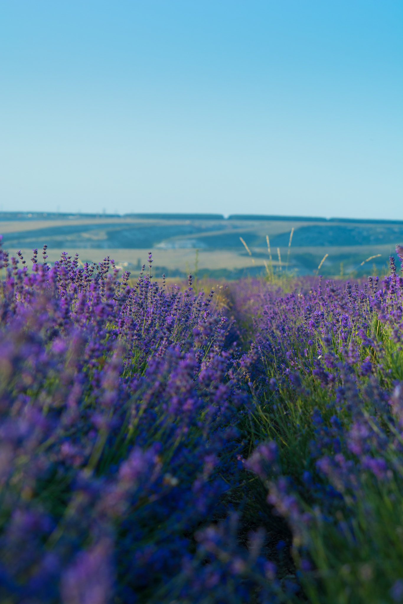 Nikon D5200 + Sigma 24-70mm F2.8 EX DG HSM sample photo. Lavender mood photography