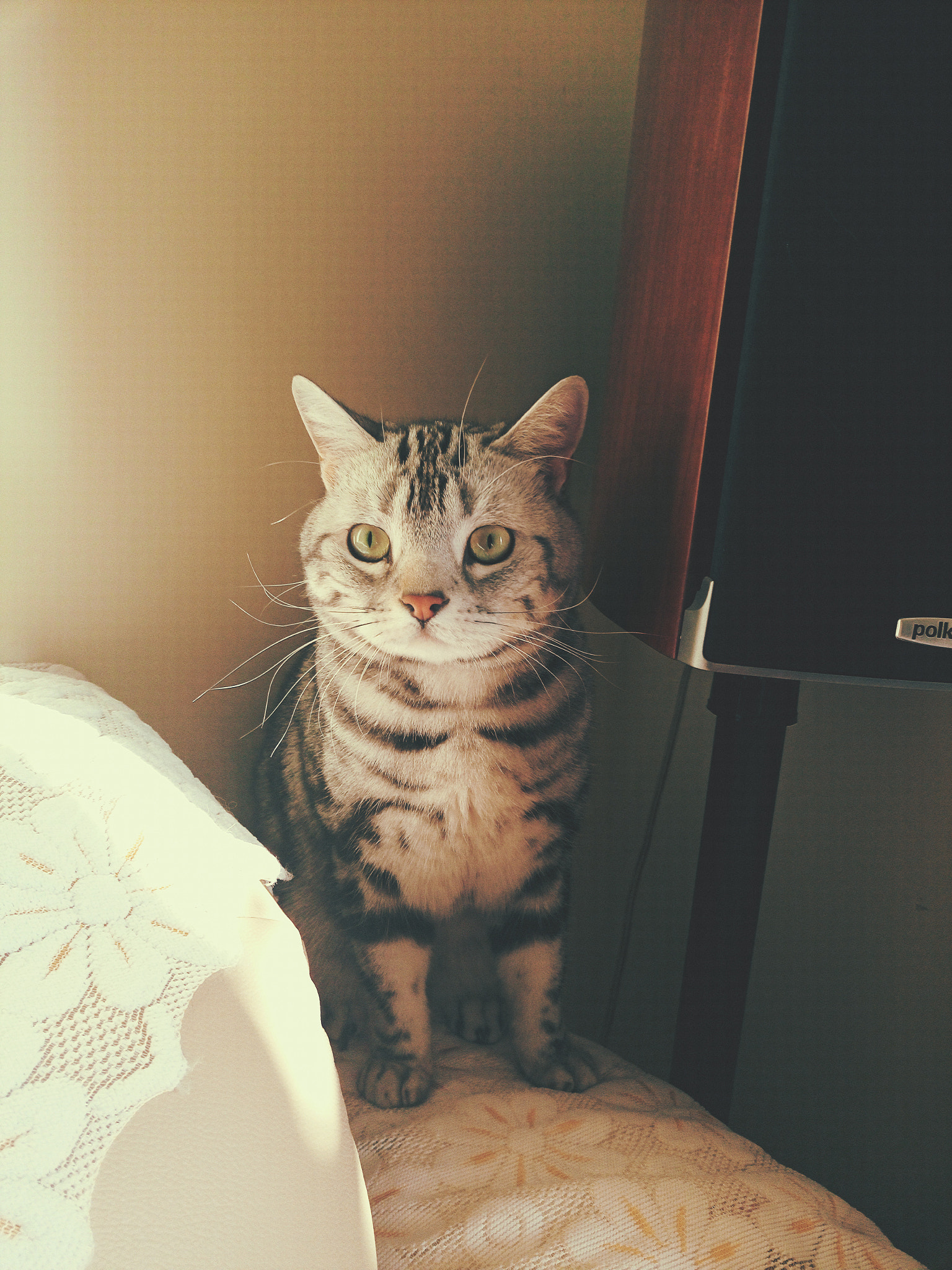Meizu MX5 sample photo. Miao~ photography