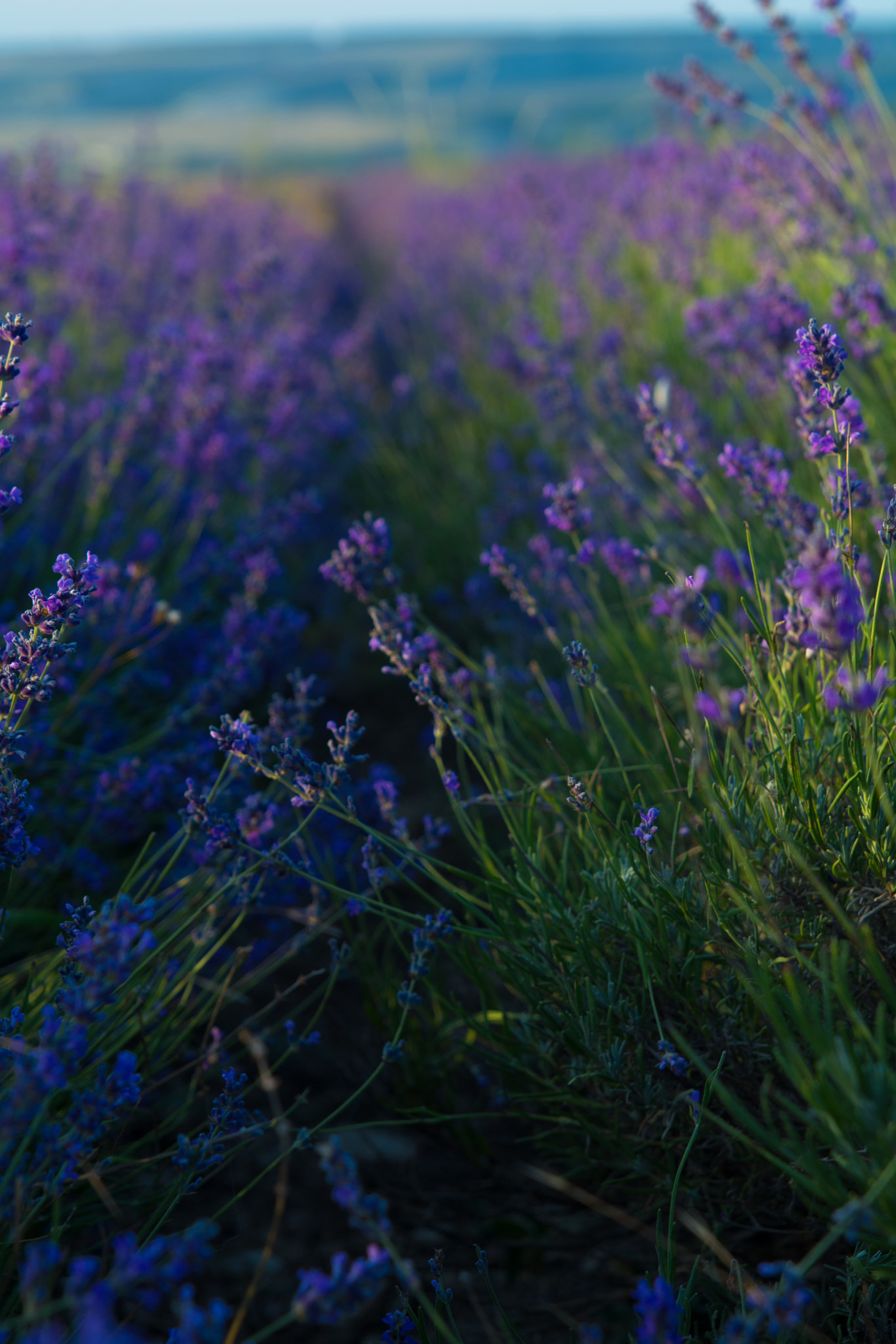 Sigma 24-70mm F2.8 EX DG HSM sample photo. Lavender mood photography