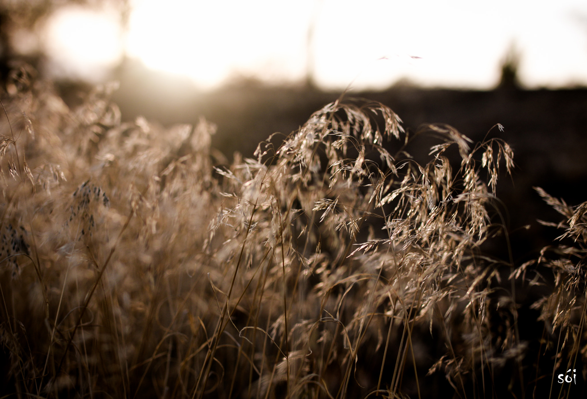 Canon EOS 70D + Sigma 35mm F1.4 DG HSM Art sample photo. Img photography