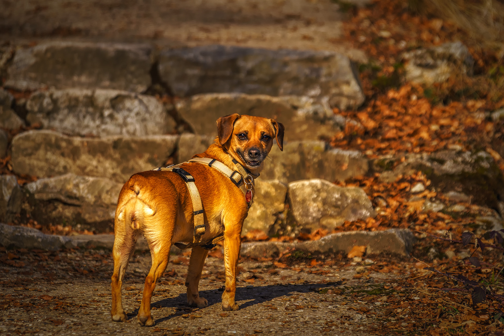 Sony a99 II + Sony 70-400mm F4-5.6 G SSM sample photo. Keira photography