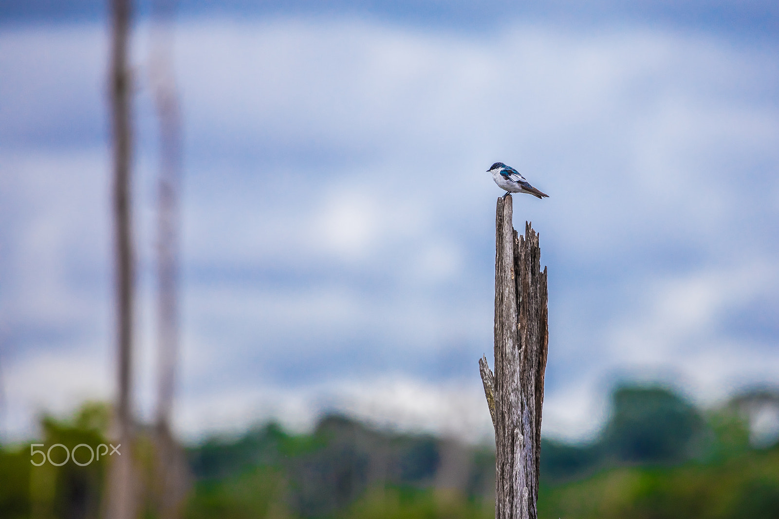 Canon EOS 5D Mark IV + Canon EF 100-400mm F4.5-5.6L IS USM sample photo. River swallow - andorinha do rio - amazon bird photography