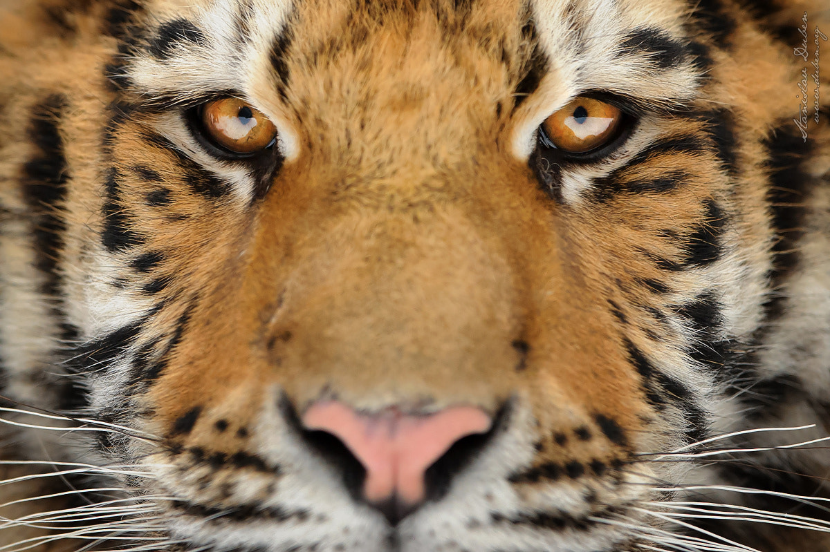 Nikon D3S sample photo. I see you photography