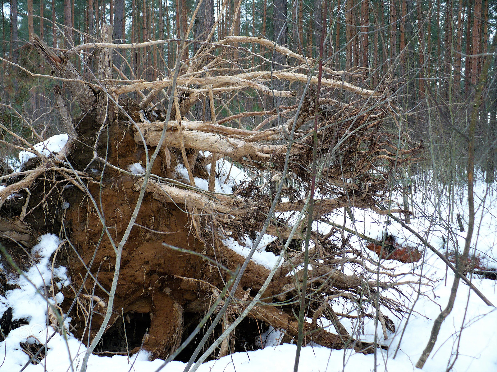 Panasonic DMC-LZ7 sample photo. The roots of a fallen tree photography