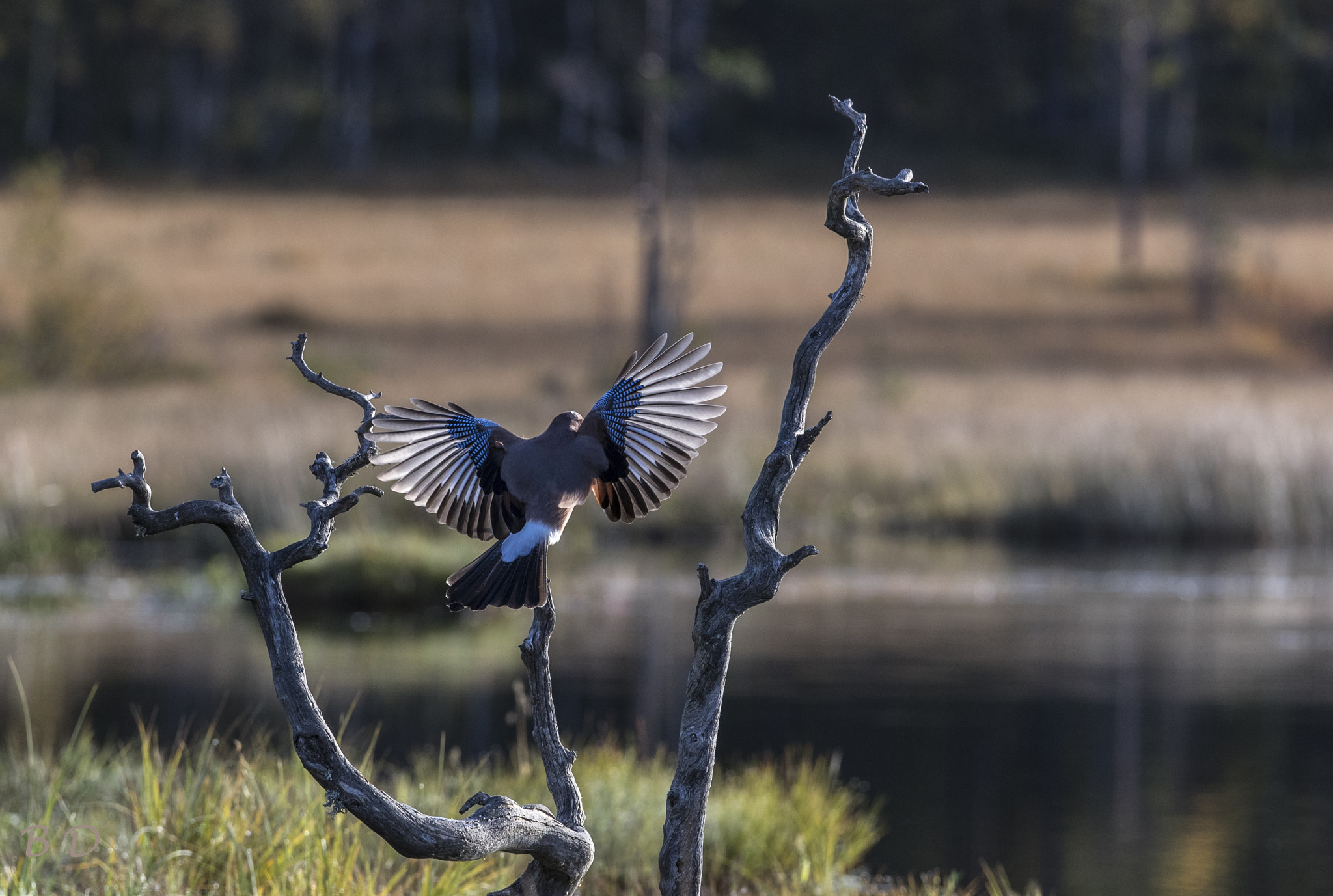 Canon EF 300mm F2.8L IS USM sample photo. Jay in for landing photography