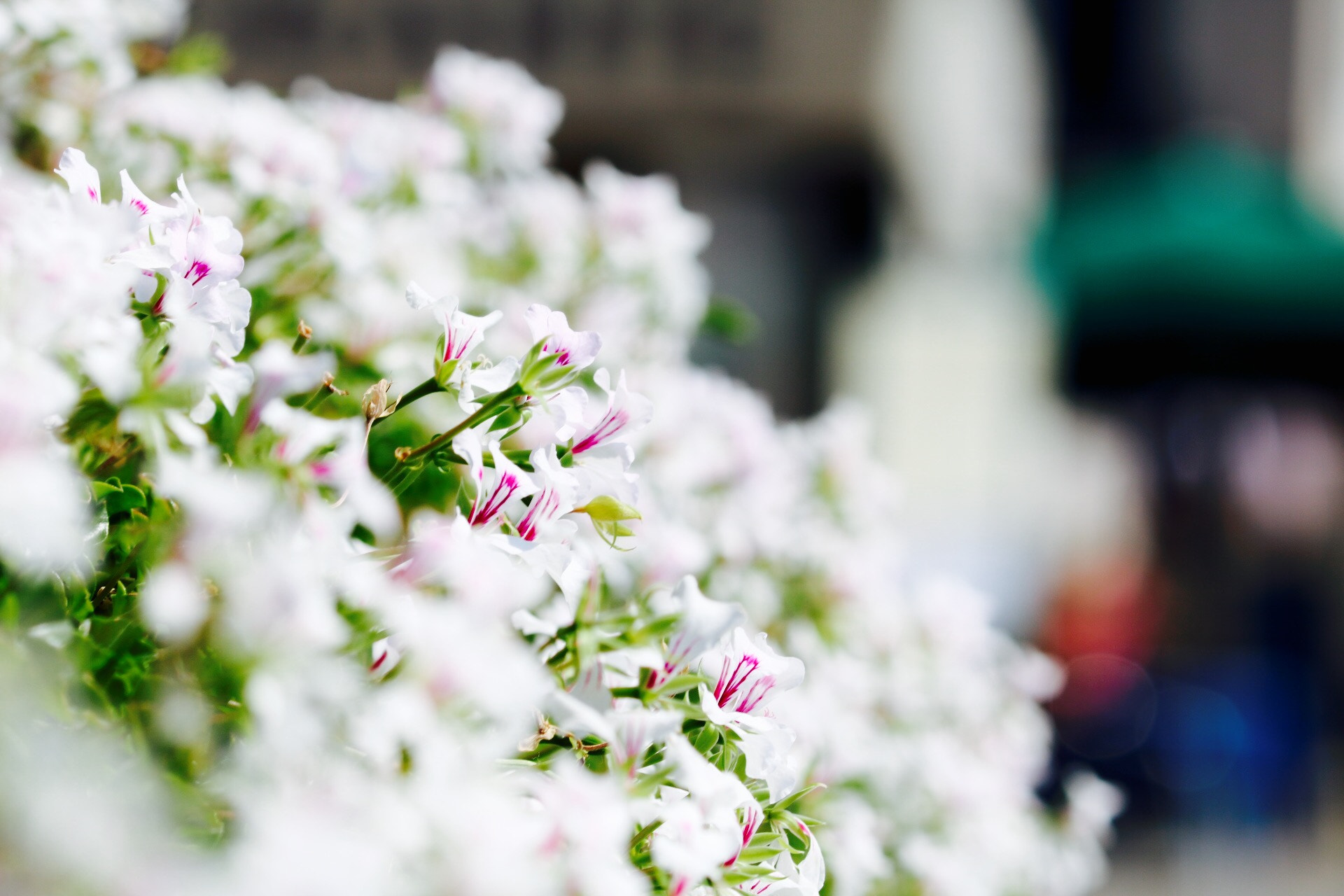 Canon EOS 750D (EOS Rebel T6i / EOS Kiss X8i) sample photo. Down the lanes of venice. photography