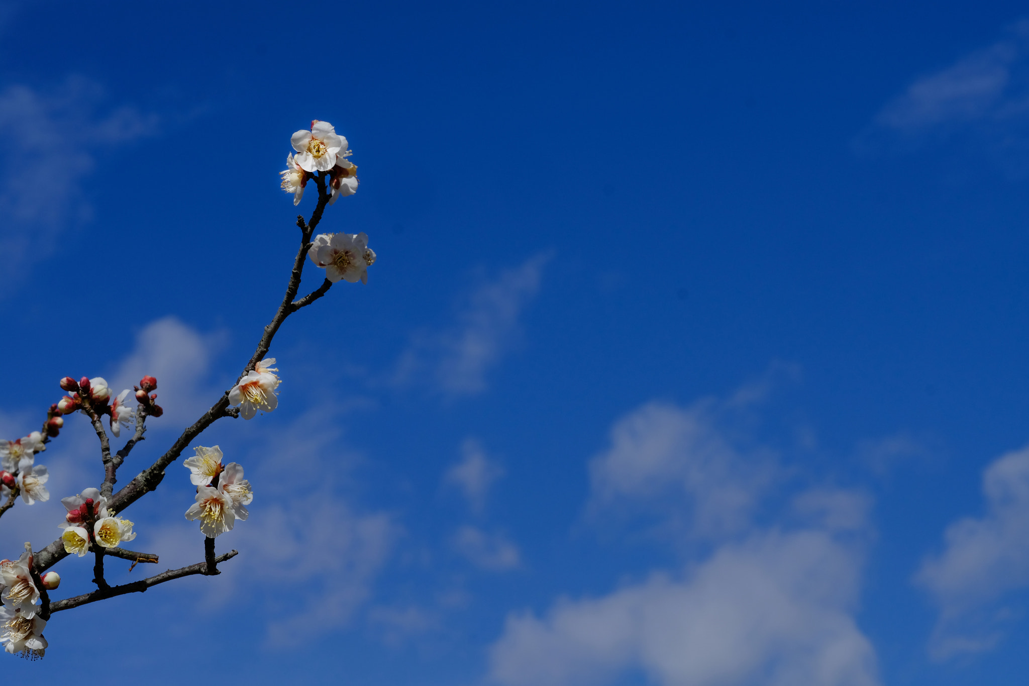 Fujifilm X-Pro2 + Fujifilm XF 56mm F1.2 R sample photo. Plum in blue photography