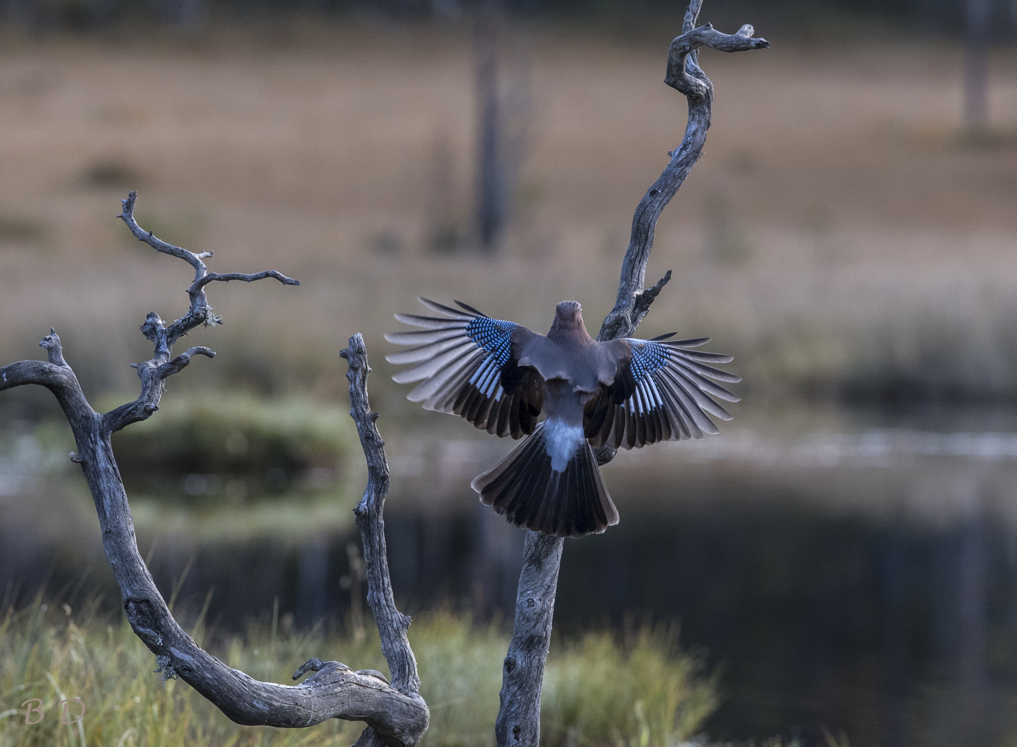 Canon EF 300mm F2.8L IS USM sample photo. Jay in for landing photography