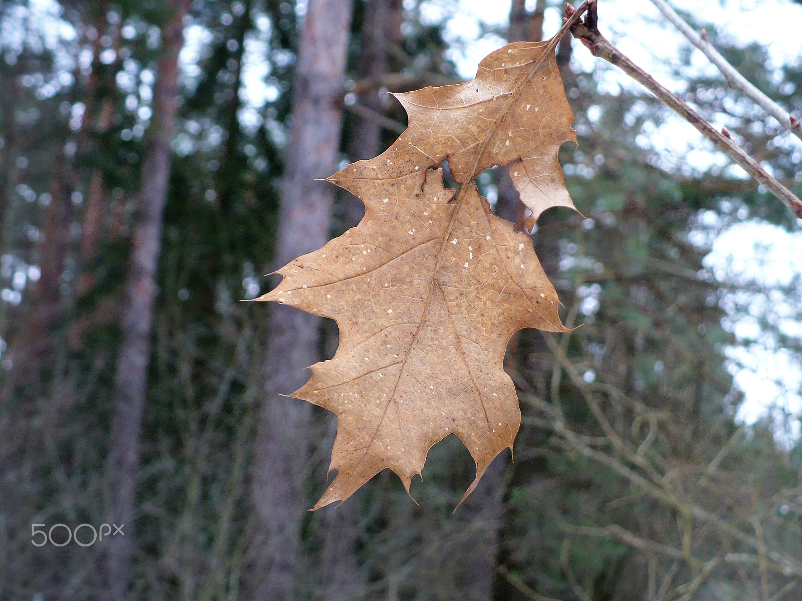 Panasonic DMC-LZ7 sample photo. Dry leaf photography