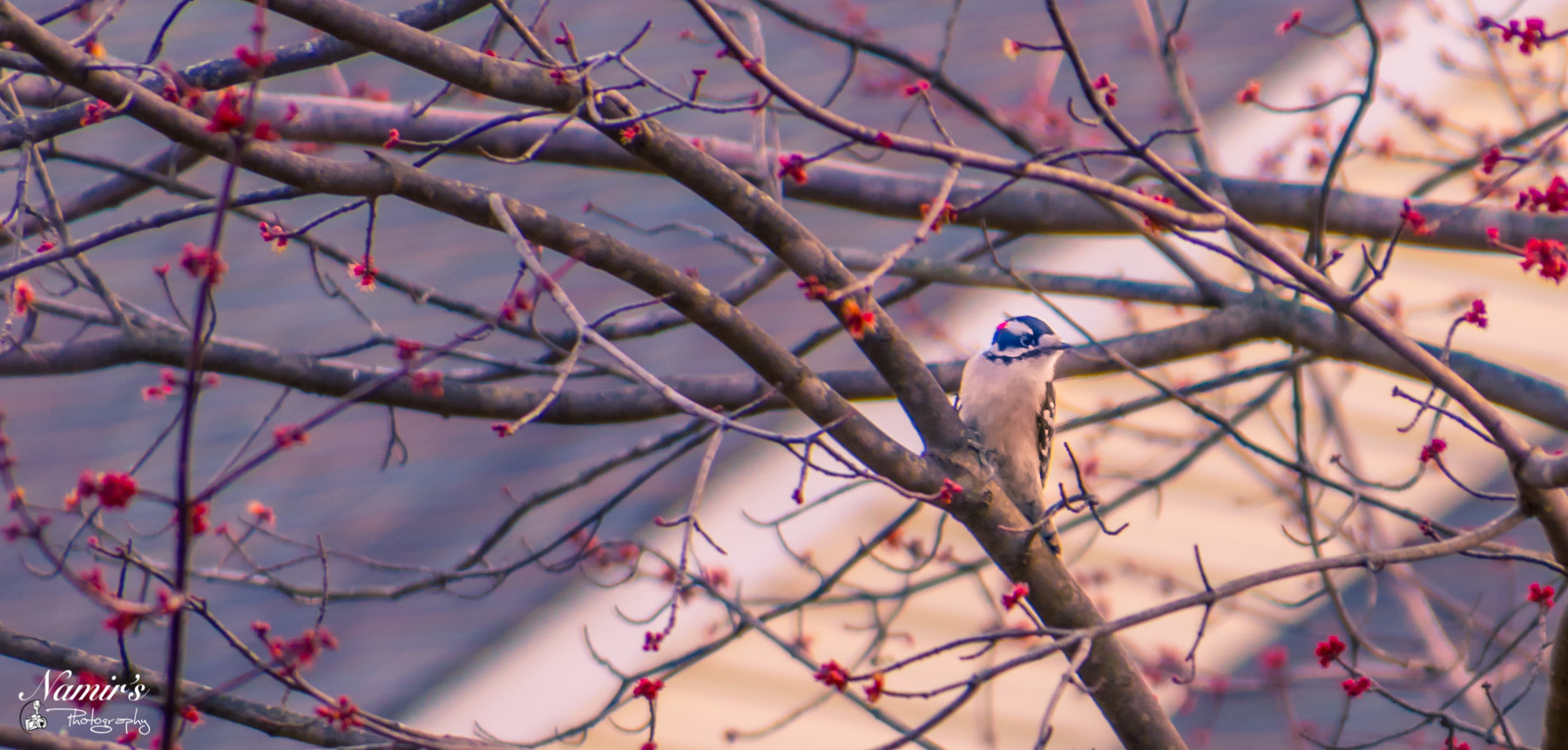 Nikon D500 sample photo. Reston morning birds photography