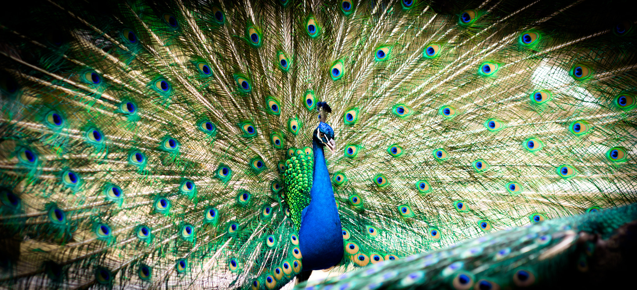 Nikon D7000 + Sigma 50mm F1.4 DG HSM Art sample photo. Peacock photography