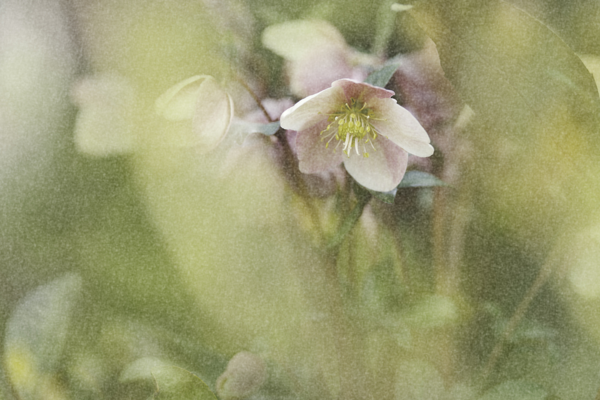 Pentax K-1 + Pentax D FA* 70-200mm F2.8ED DC AW sample photo. Christmas rose photography