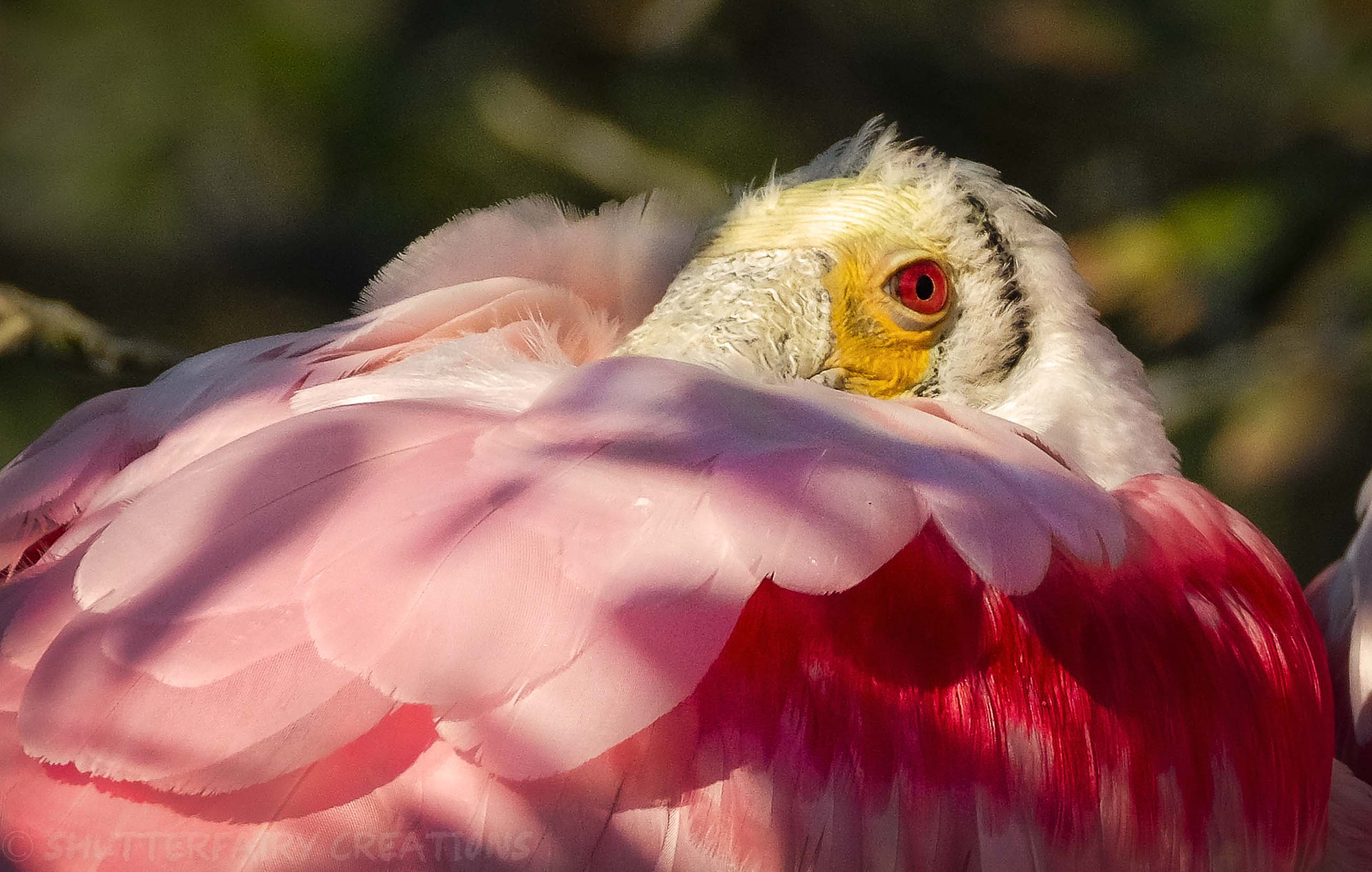 Fujifilm X-T2 sample photo. You lookin' at me? photography