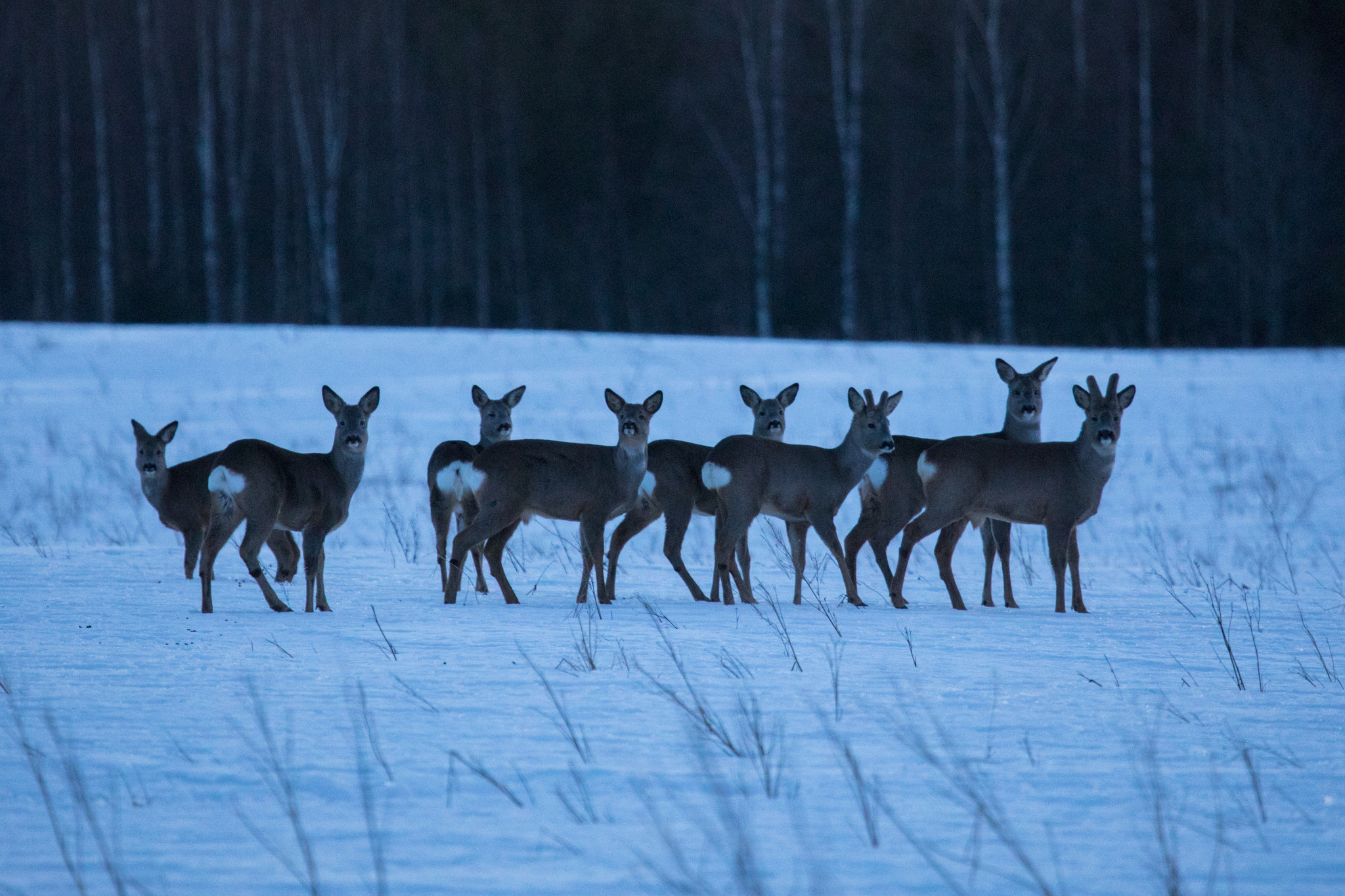 Canon EOS 5D Mark IV + Canon EF 100-400mm F4.5-5.6L IS USM sample photo. Roe deers on the early winter morning photography
