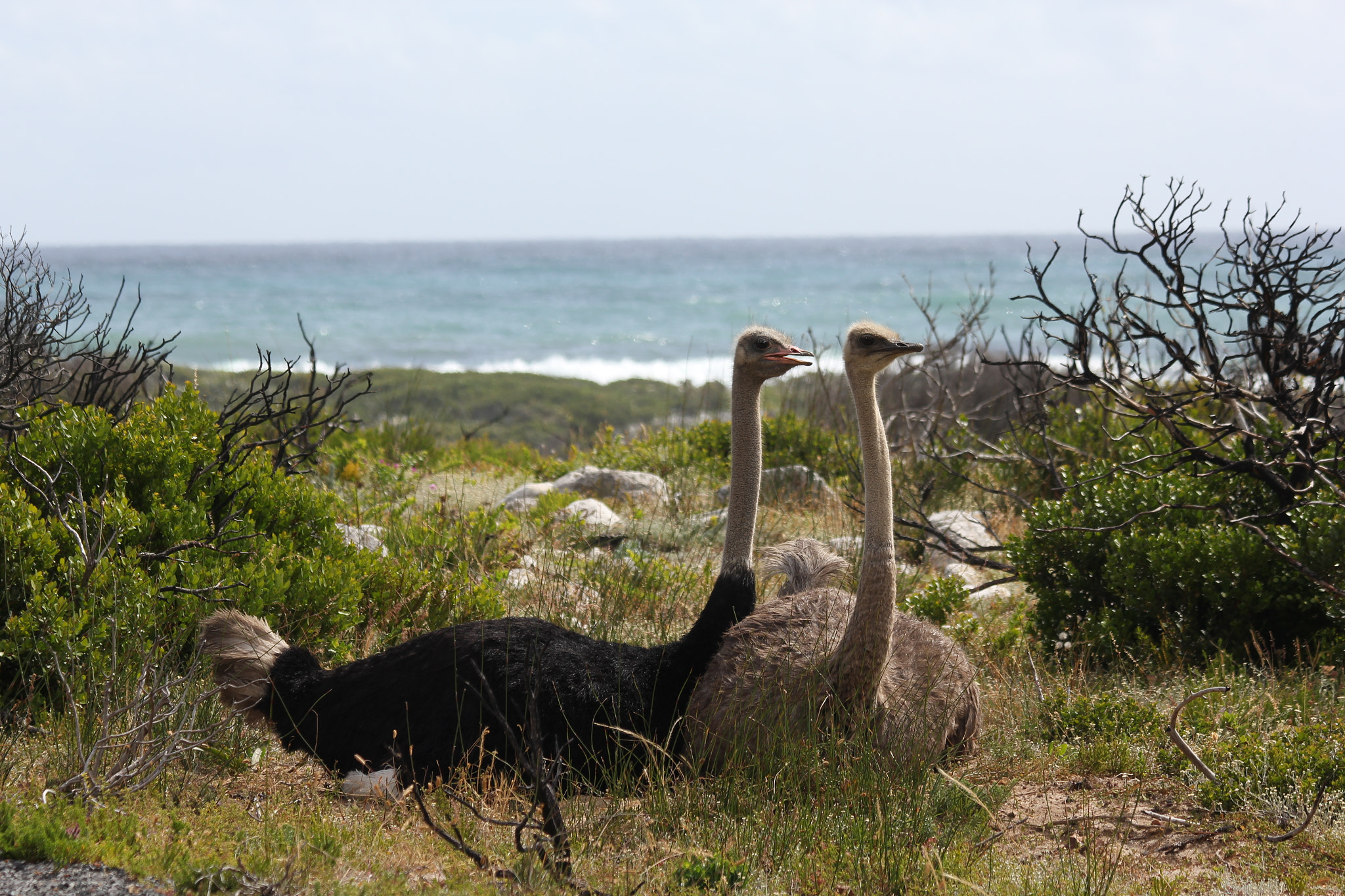 Canon EF 70-300mm F4-5.6 IS USM sample photo. Südafrika becks photography