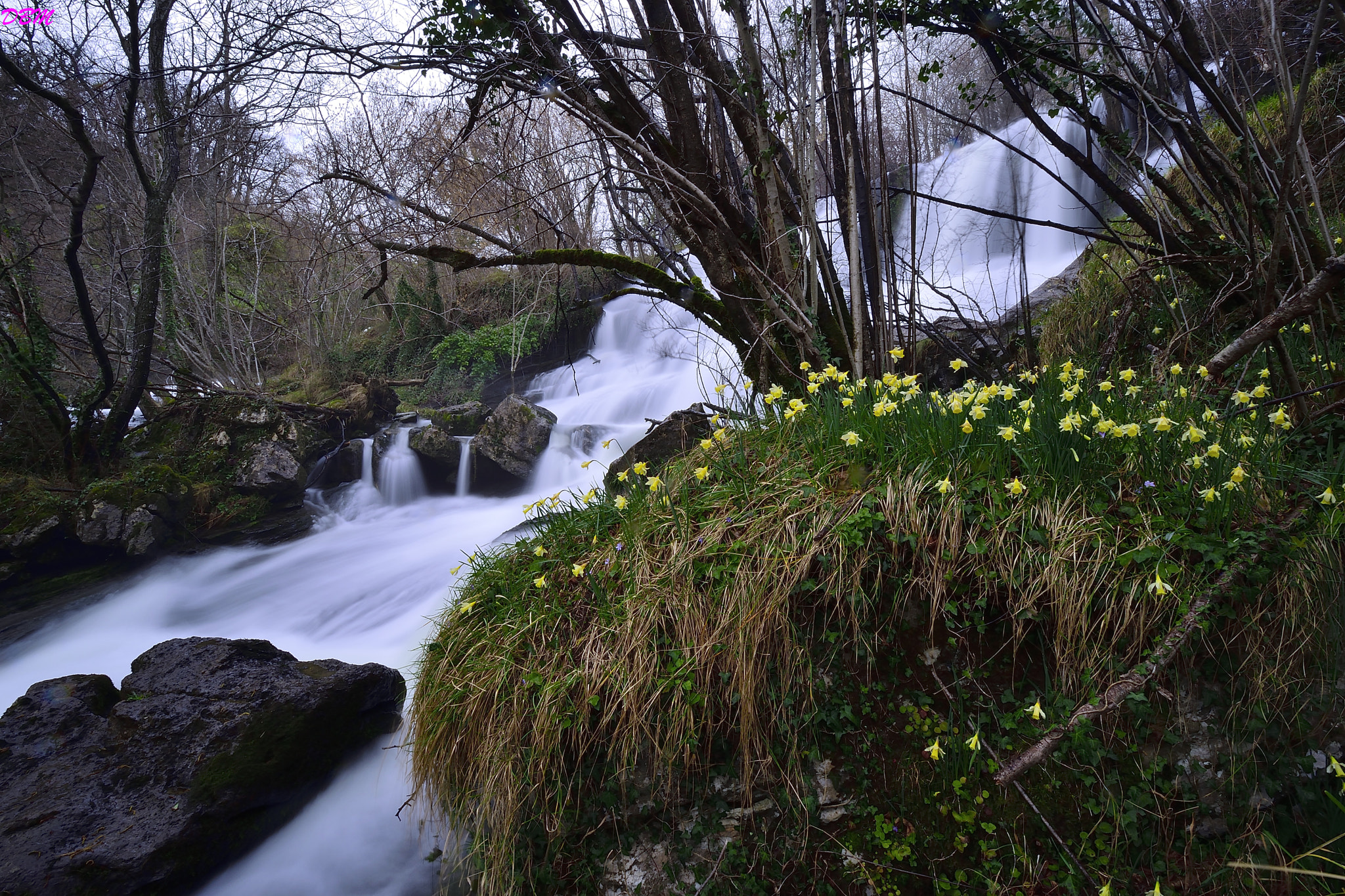 Nikon D3300 + Nikon AF-S DX Nikkor 10-24mm F3-5-4.5G ED sample photo. Los narcisos (wild flowers) of the gandara river photography