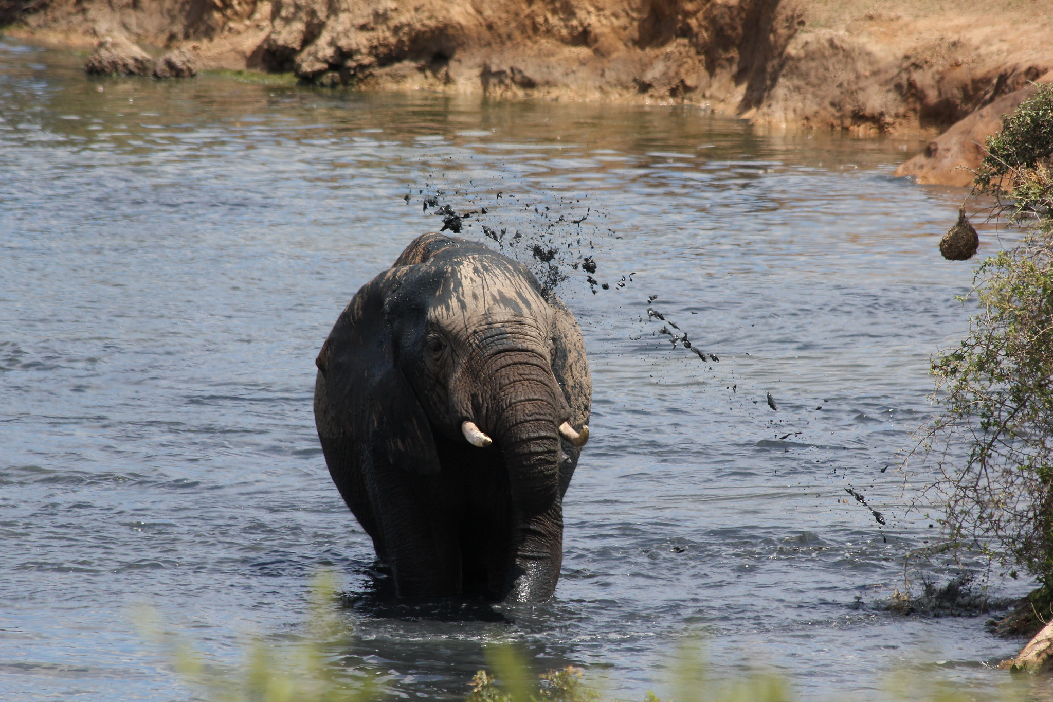 Canon EF 70-300mm F4-5.6 IS USM sample photo. Südafrika becks photography