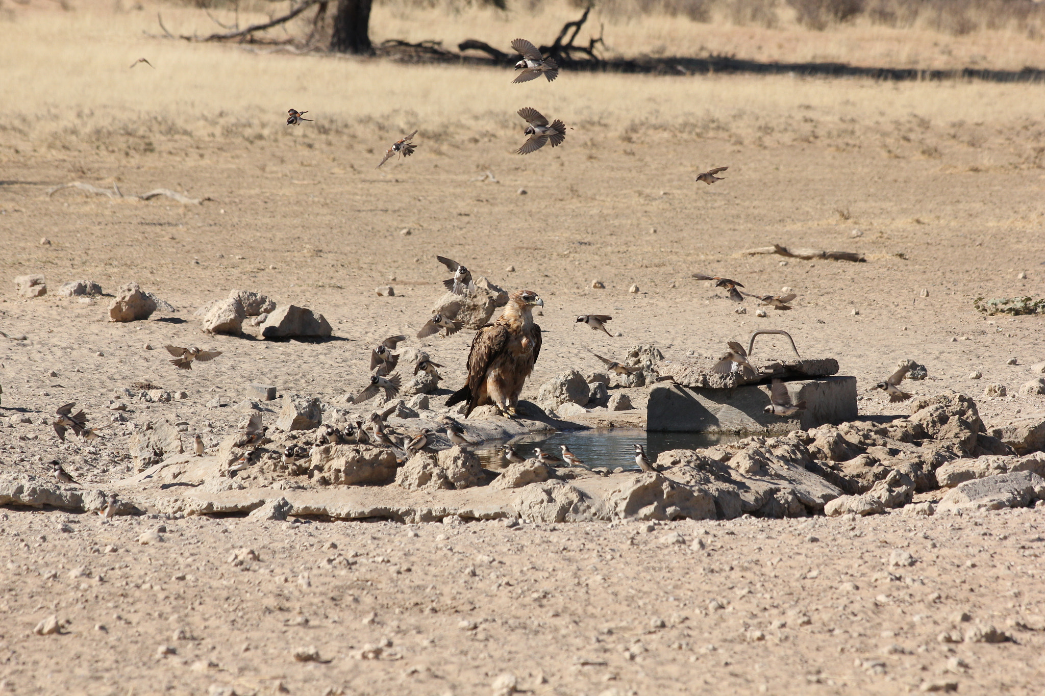 Canon EF 70-300mm F4-5.6 IS USM sample photo. Südafrika becks photography