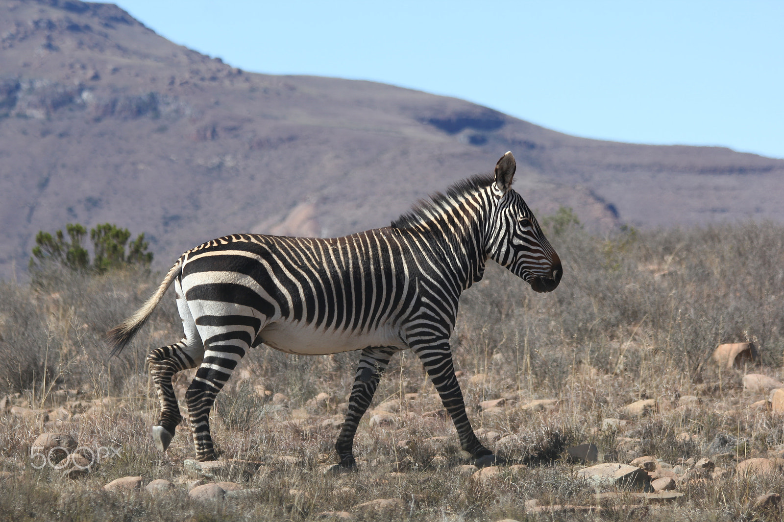 Canon EF 70-300mm F4-5.6 IS USM sample photo. Zebra in mountain zebra national park photography