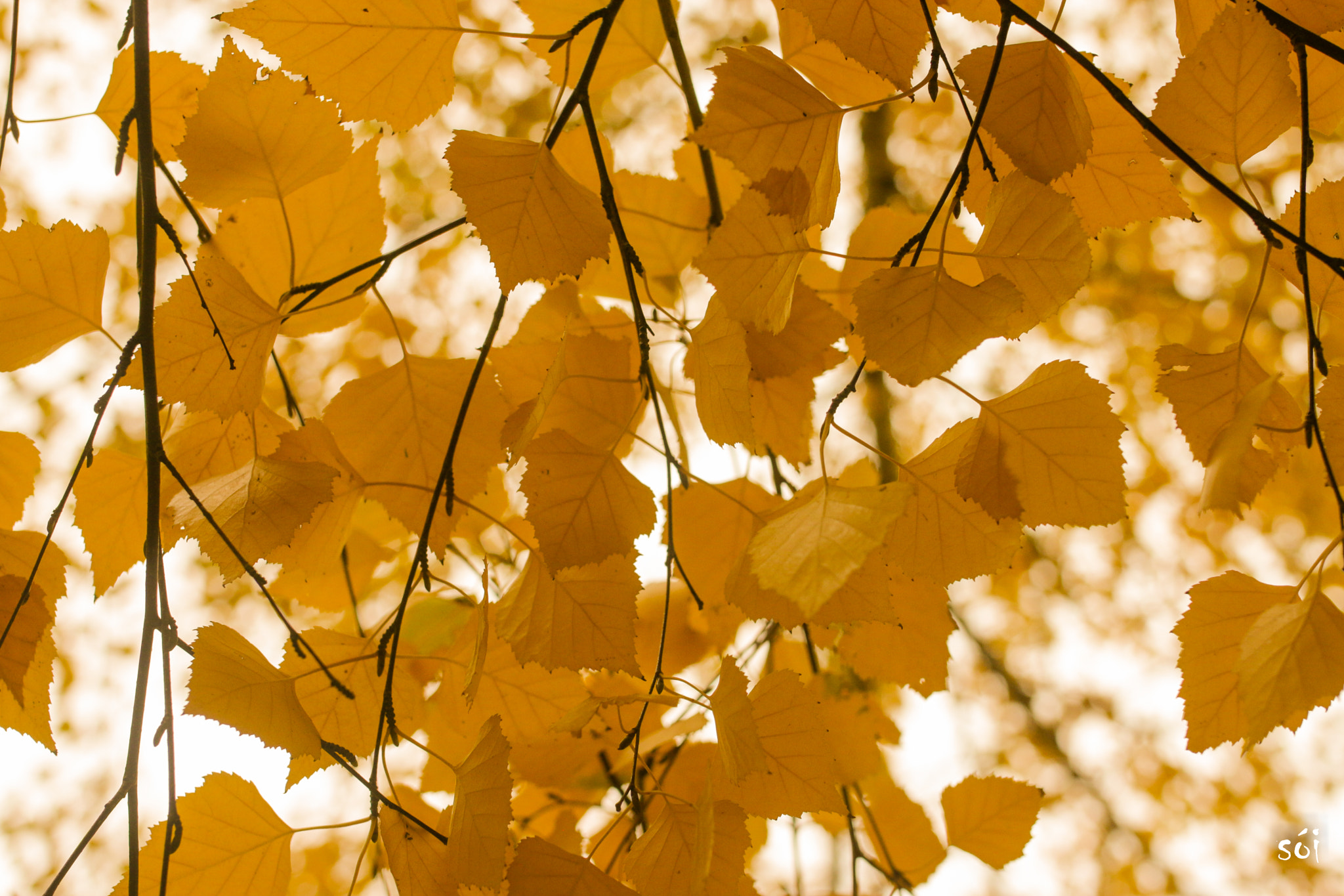 Canon EOS 70D + Sigma 35mm F1.4 DG HSM Art sample photo. Img photography