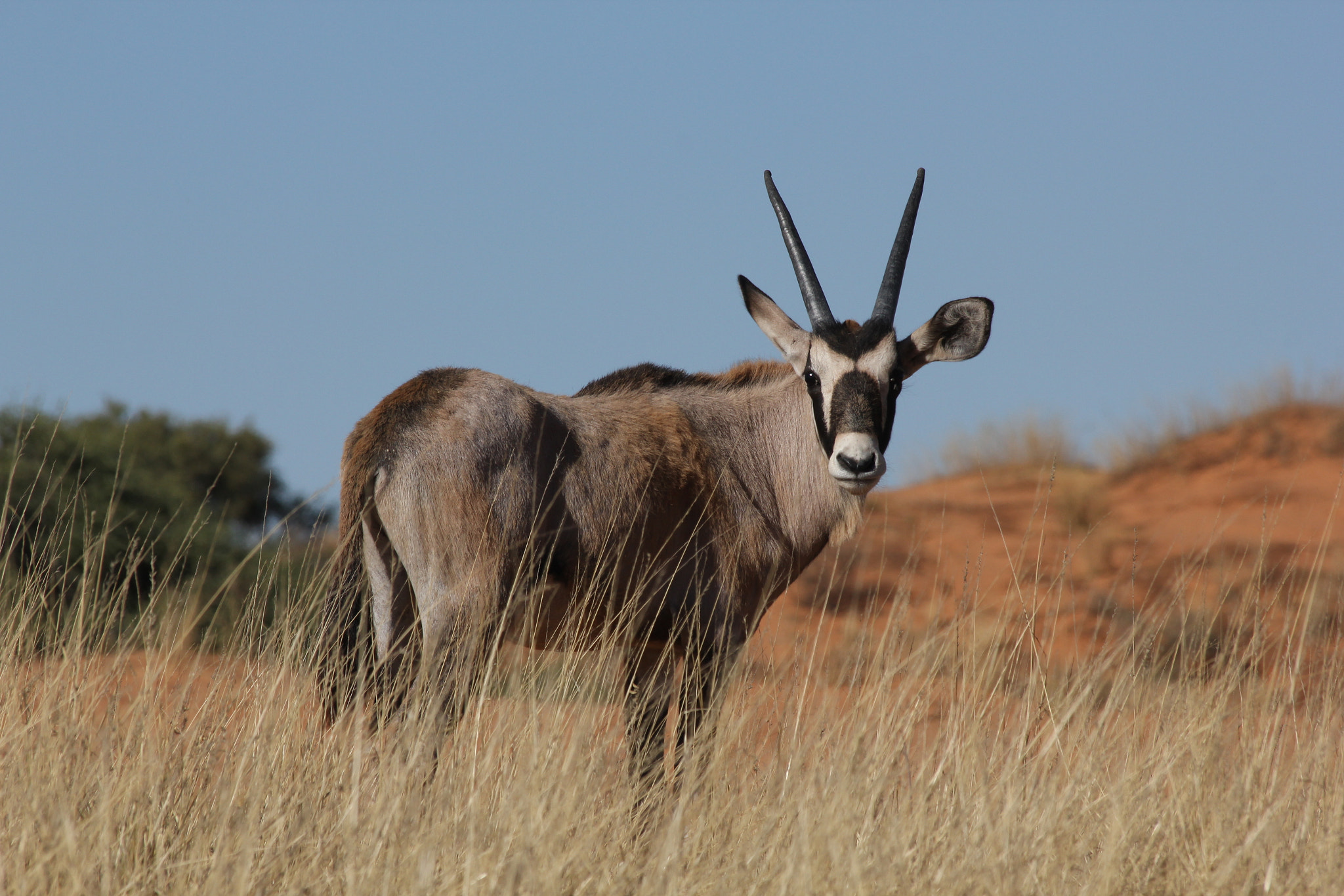 Canon EF 70-300mm F4-5.6 IS USM sample photo. Südafrika becks photography