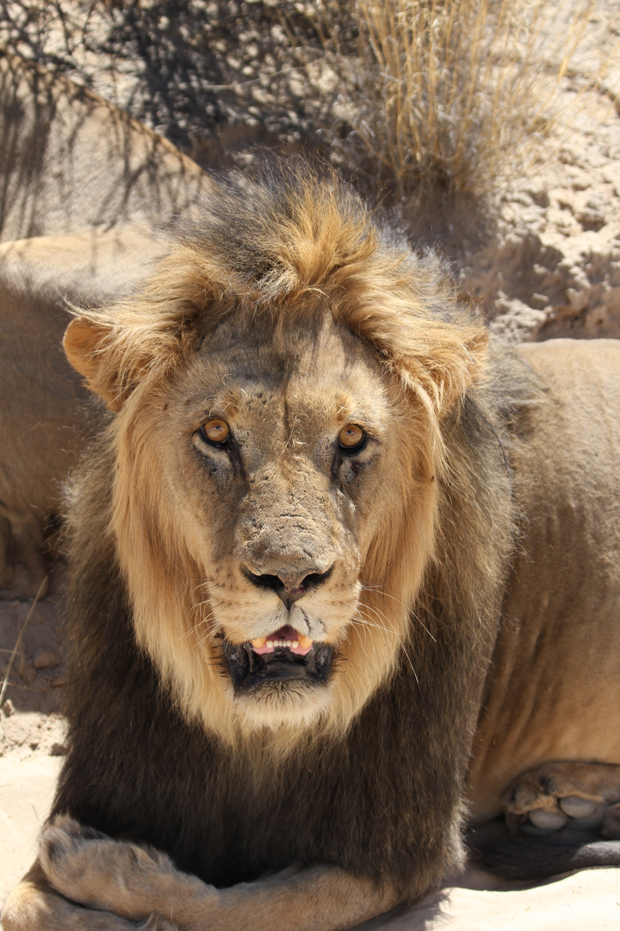 Canon EF 70-300mm F4-5.6 IS USM sample photo. Südafrika becks photography