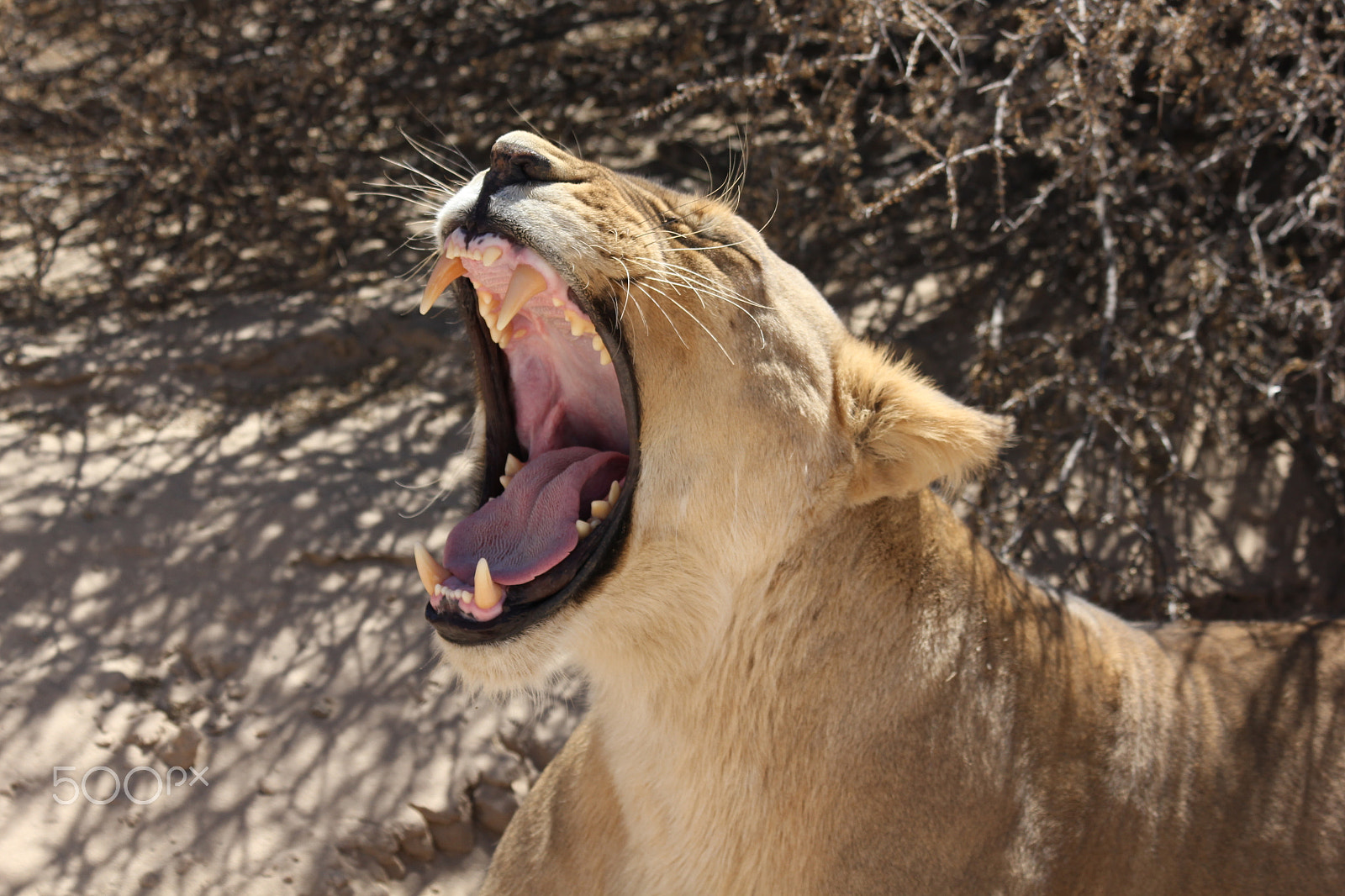 Canon EF 70-300mm F4-5.6 IS USM sample photo. Yawning lion photography