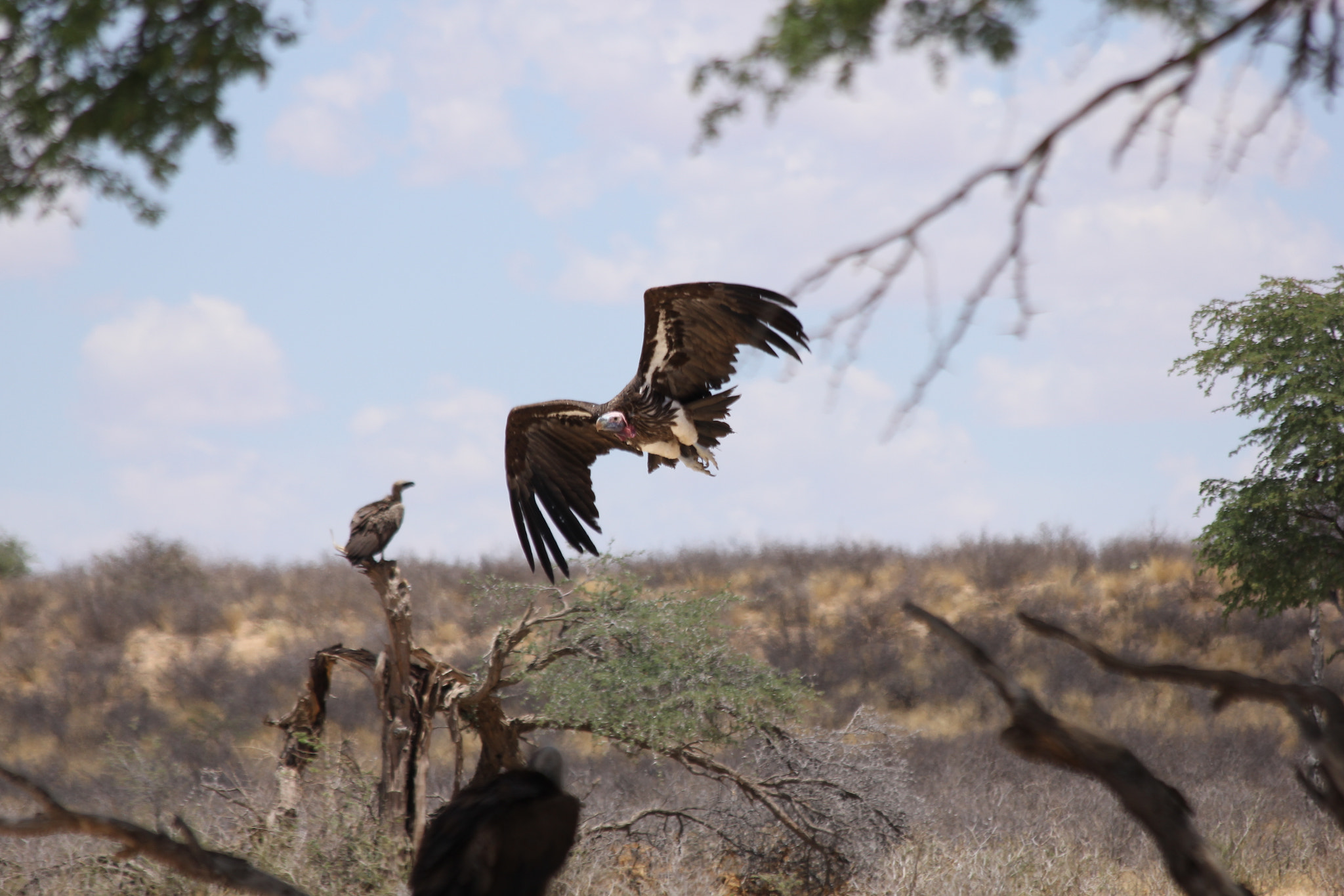 Canon EF 70-300mm F4-5.6 IS USM sample photo. Südafrika becks photography