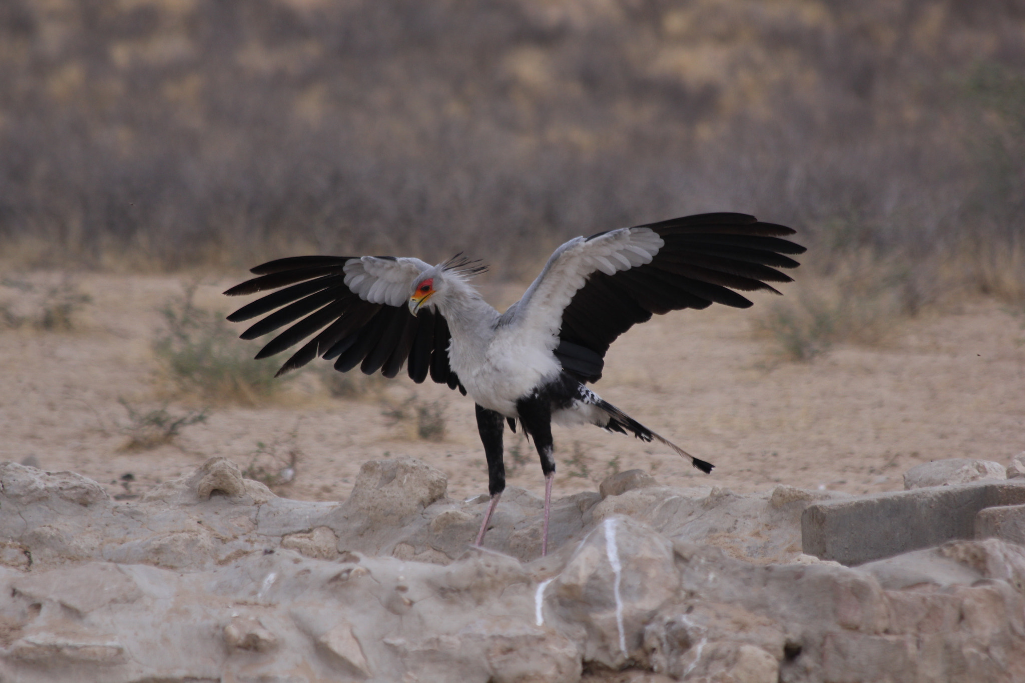 Canon EF 70-300mm F4-5.6 IS USM sample photo. Südafrika becks photography