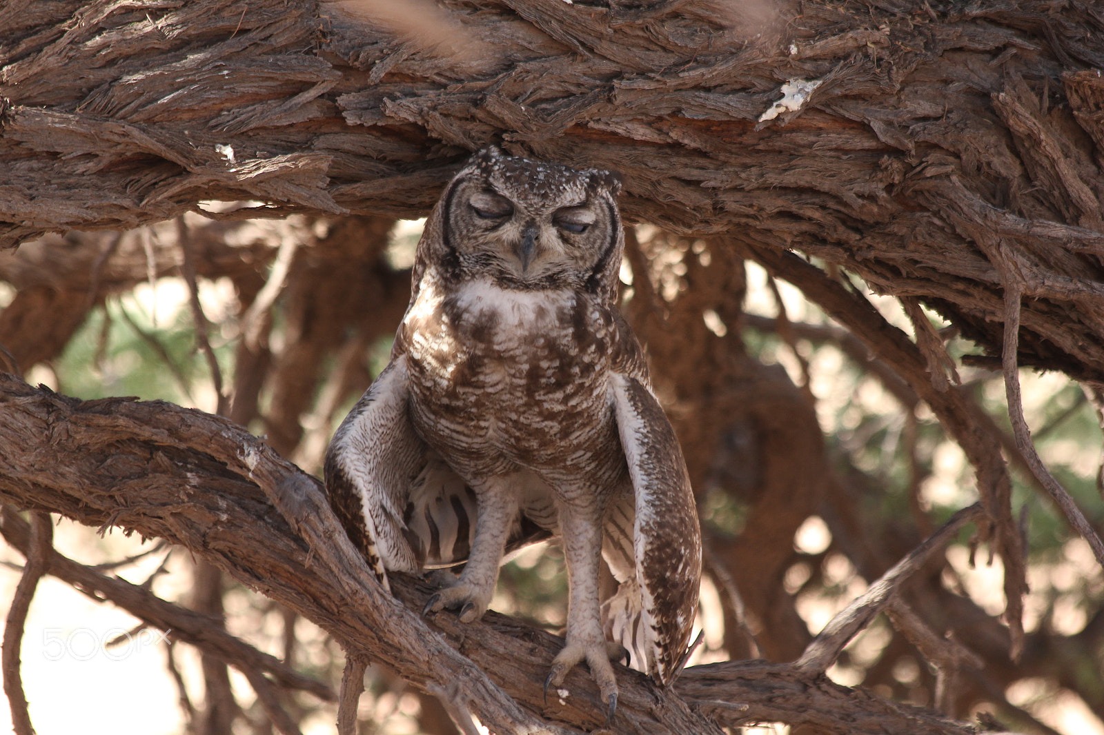 Canon EF 70-300mm F4-5.6 IS USM sample photo. Sleeping owl in kgalagadi transfrontier park photography