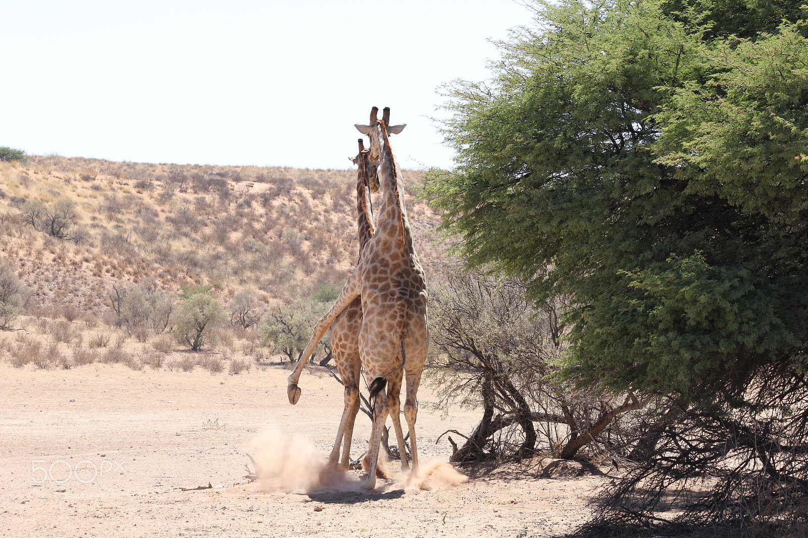 Canon EF 70-300mm F4-5.6 IS USM sample photo. Giraffe mating in kgalagadi photography