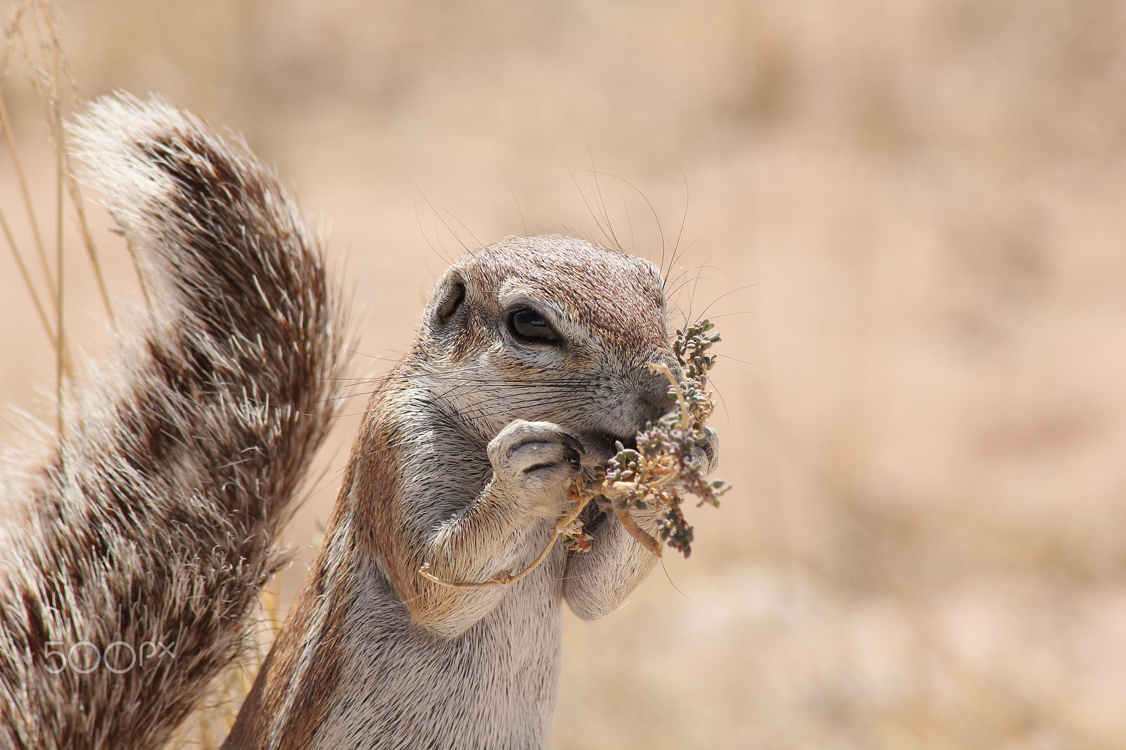 Canon EOS 550D (EOS Rebel T2i / EOS Kiss X4) sample photo. African ground squirrel photography
