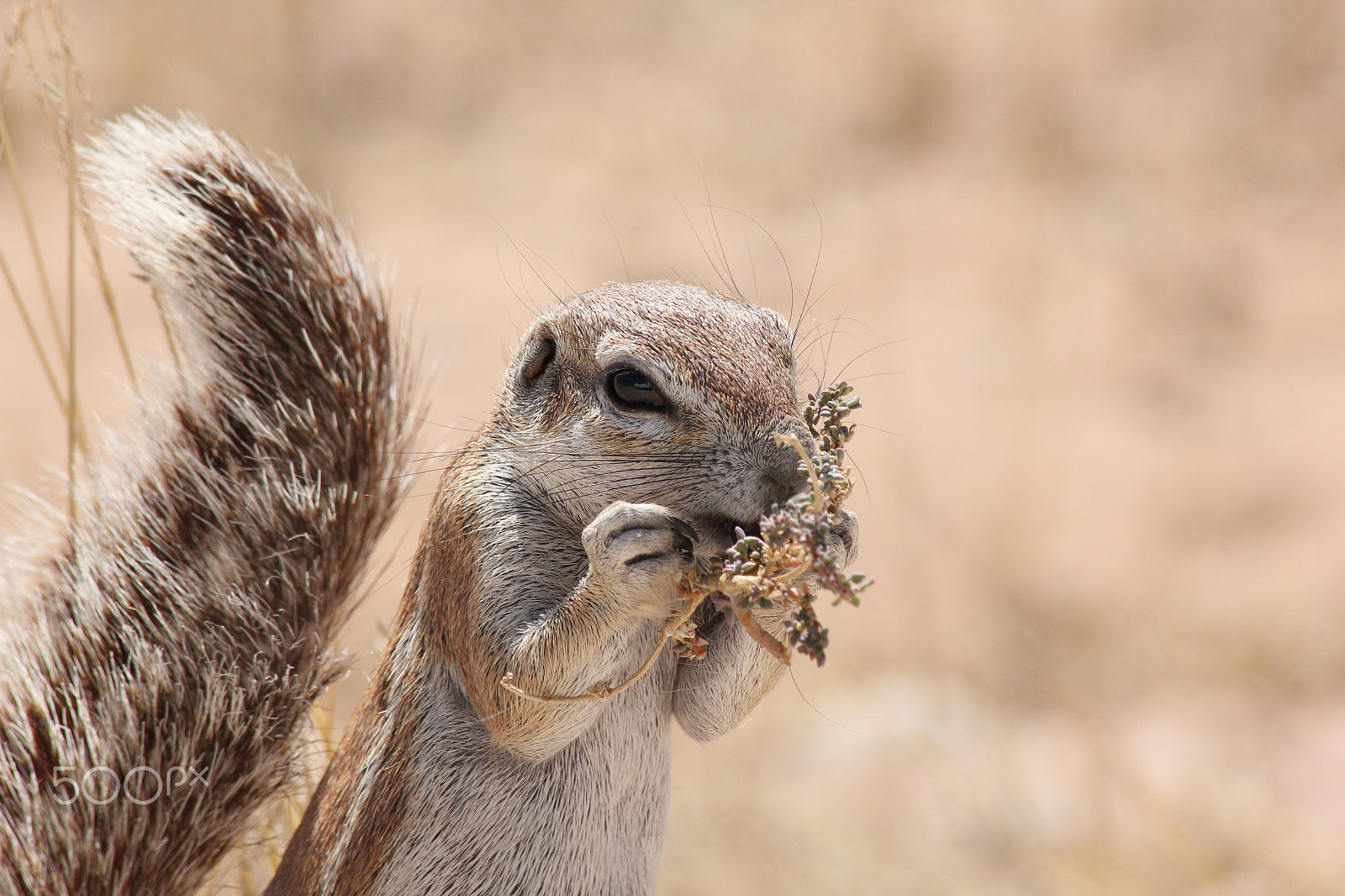 Canon EF 70-300mm F4-5.6 IS USM sample photo. African ground squirrel photography