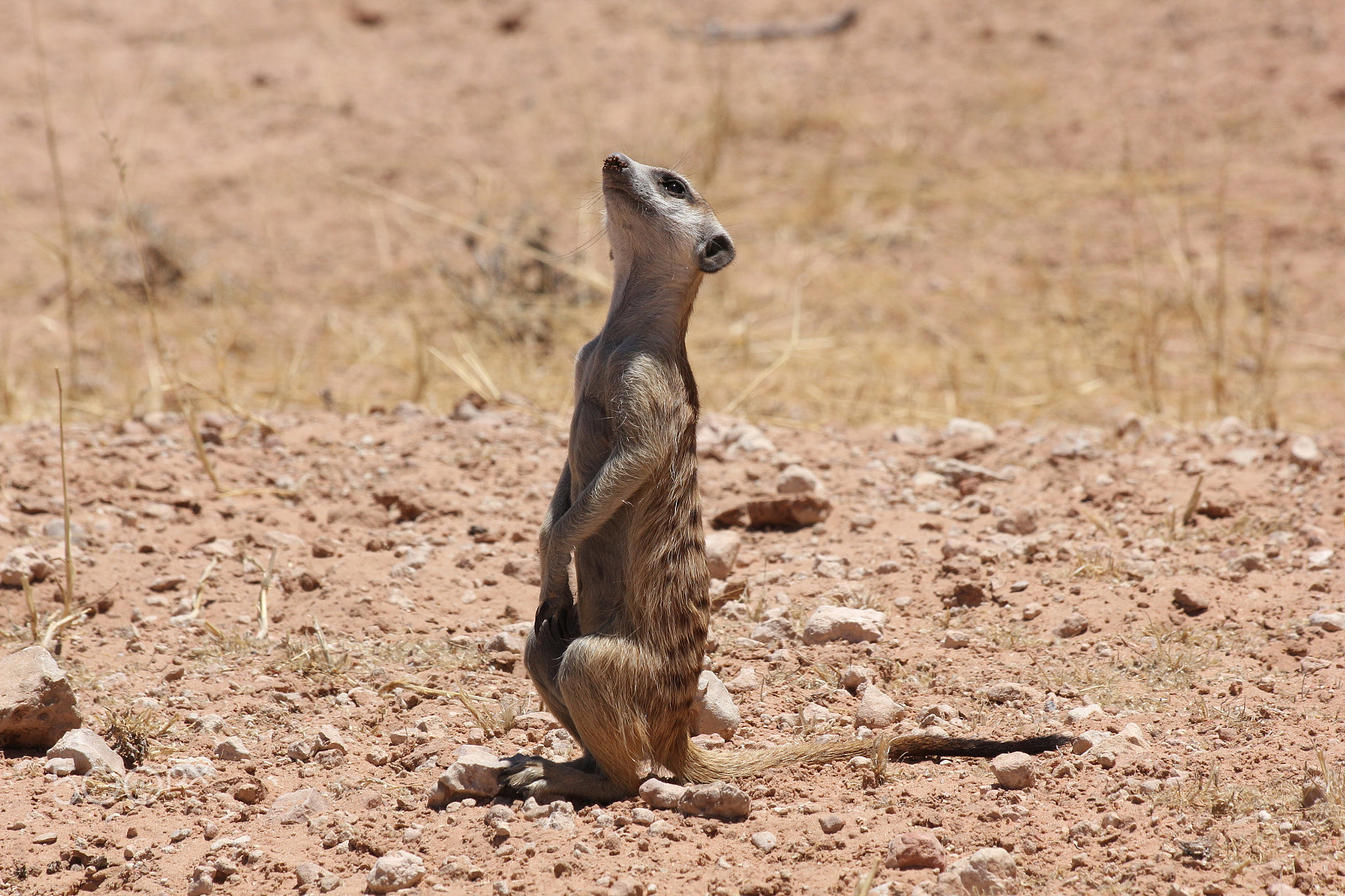 Canon EF 70-300mm F4-5.6 IS USM sample photo. Suricate in kgalagadi photography