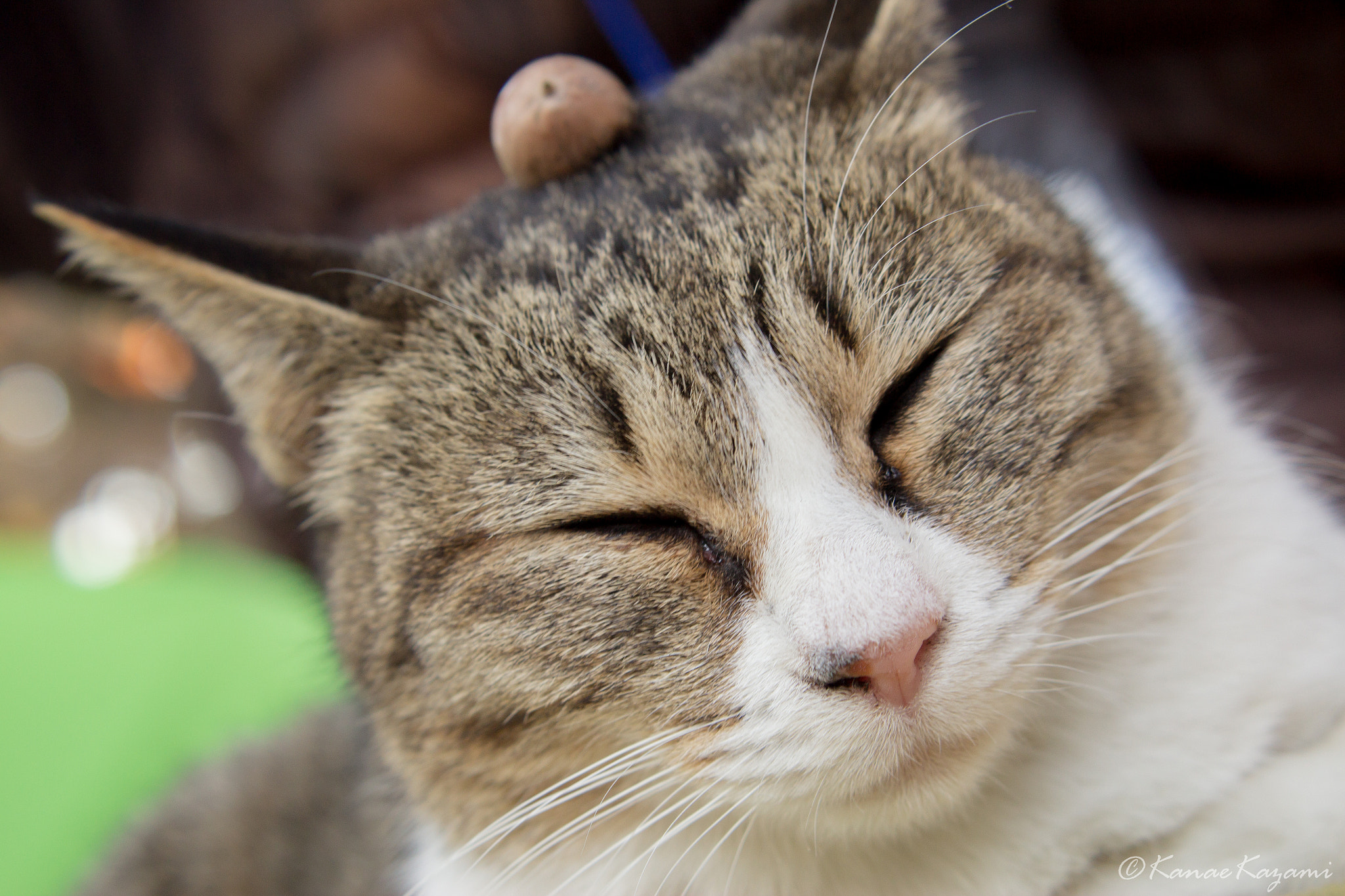 Canon EOS 600D (Rebel EOS T3i / EOS Kiss X5) sample photo. Cat with acorn photography