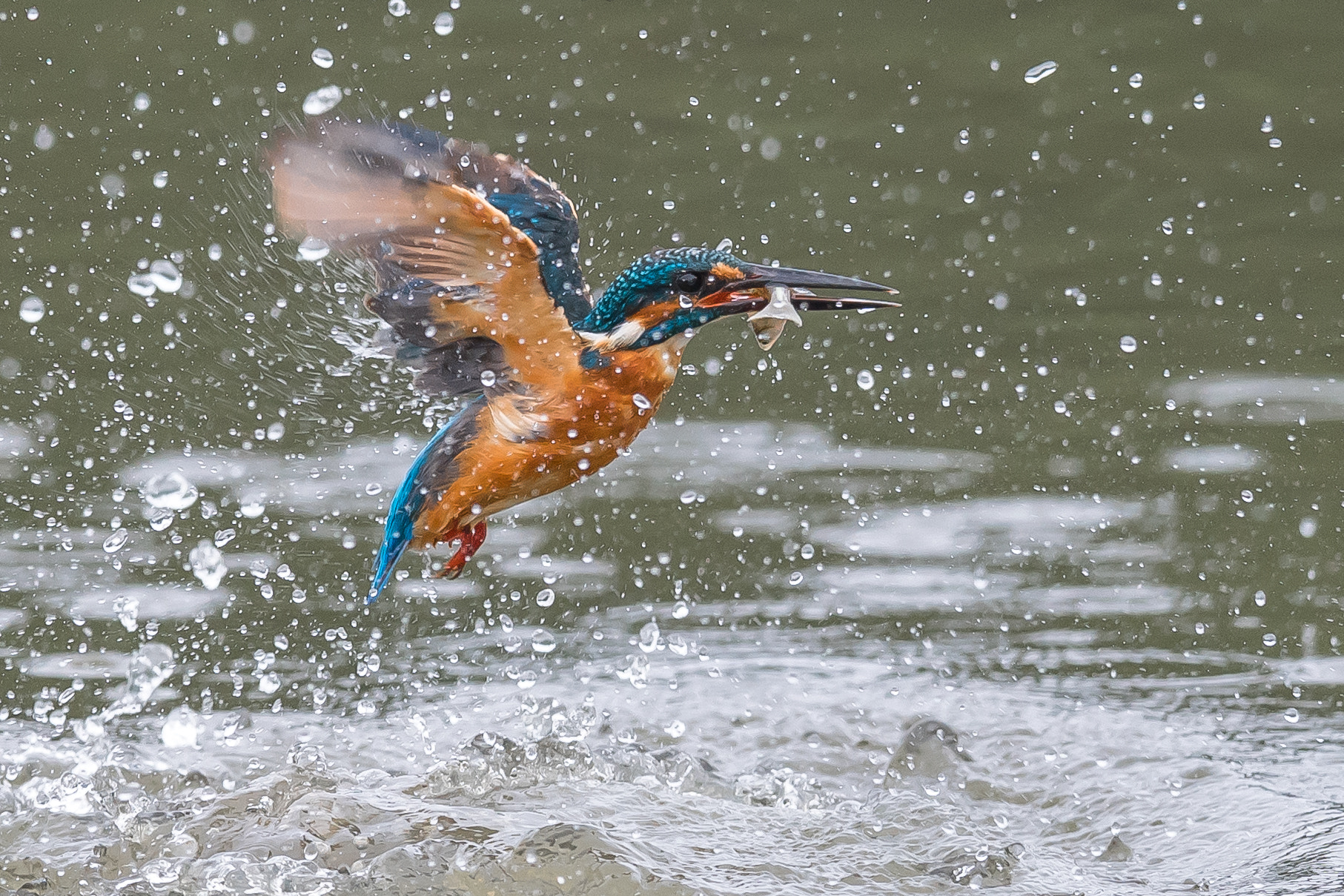 Nikon AF-S Nikkor 800mm F5.6E FL ED VR sample photo. Kingfisher photography