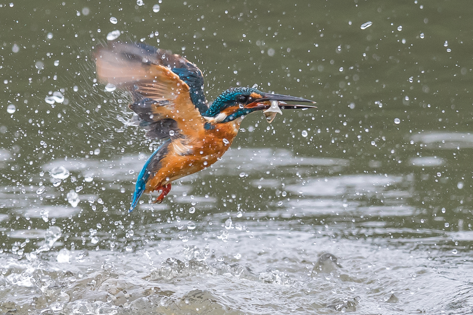 Nikon D5 + Nikon AF-S Nikkor 800mm F5.6E FL ED VR sample photo. Kingfisher photography