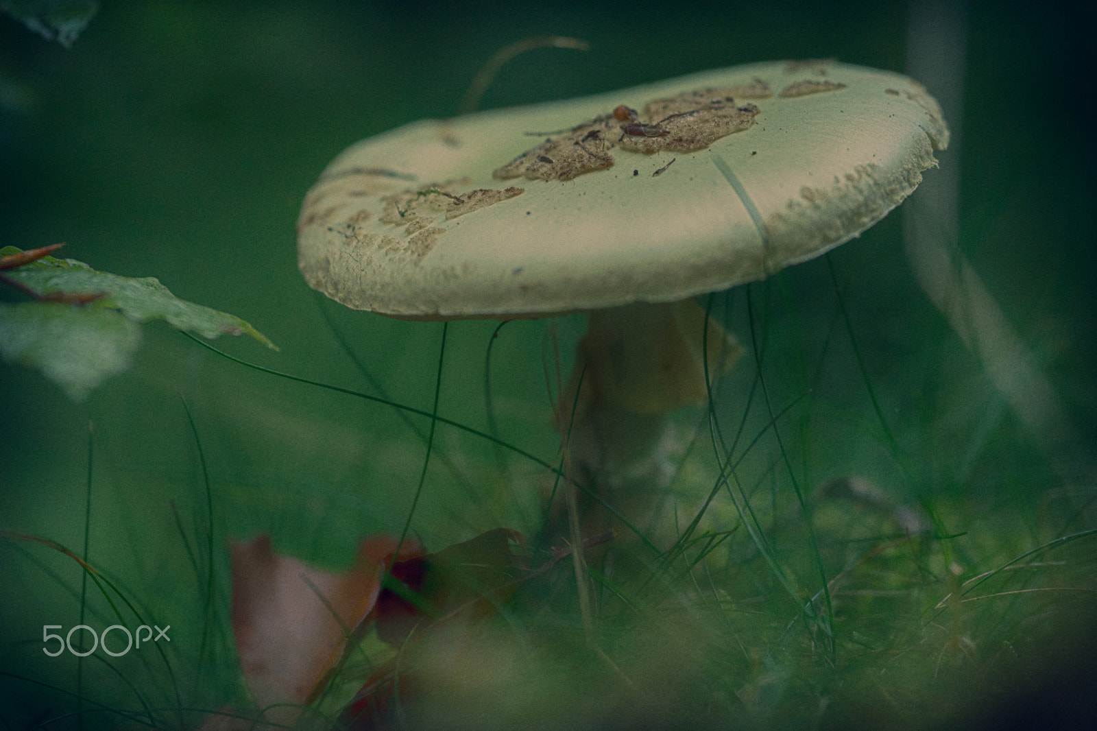 Nikon D7200 sample photo. Fungus photography