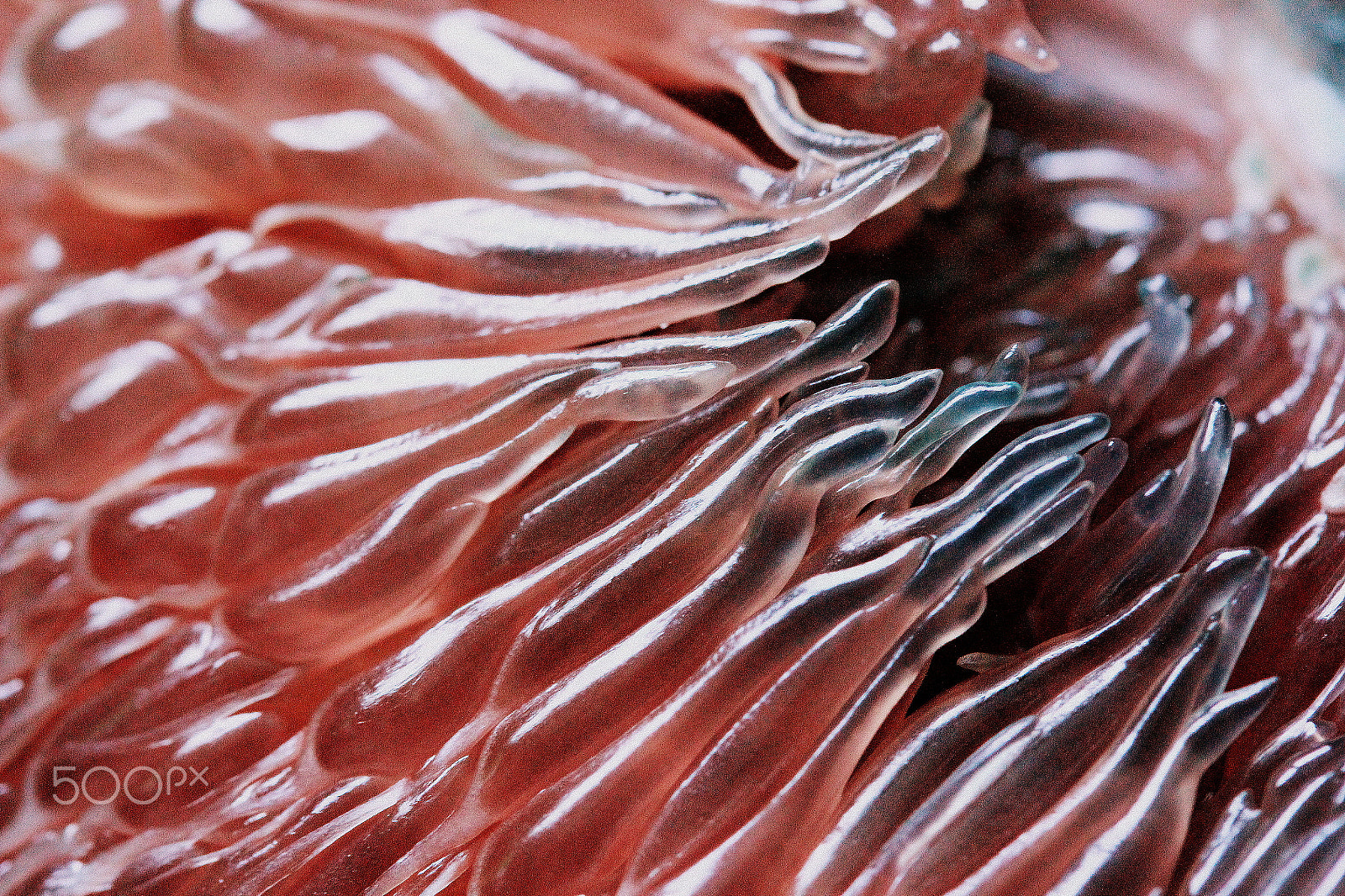 Canon EF-S 60mm F2.8 Macro USM sample photo. грейпфрут photography