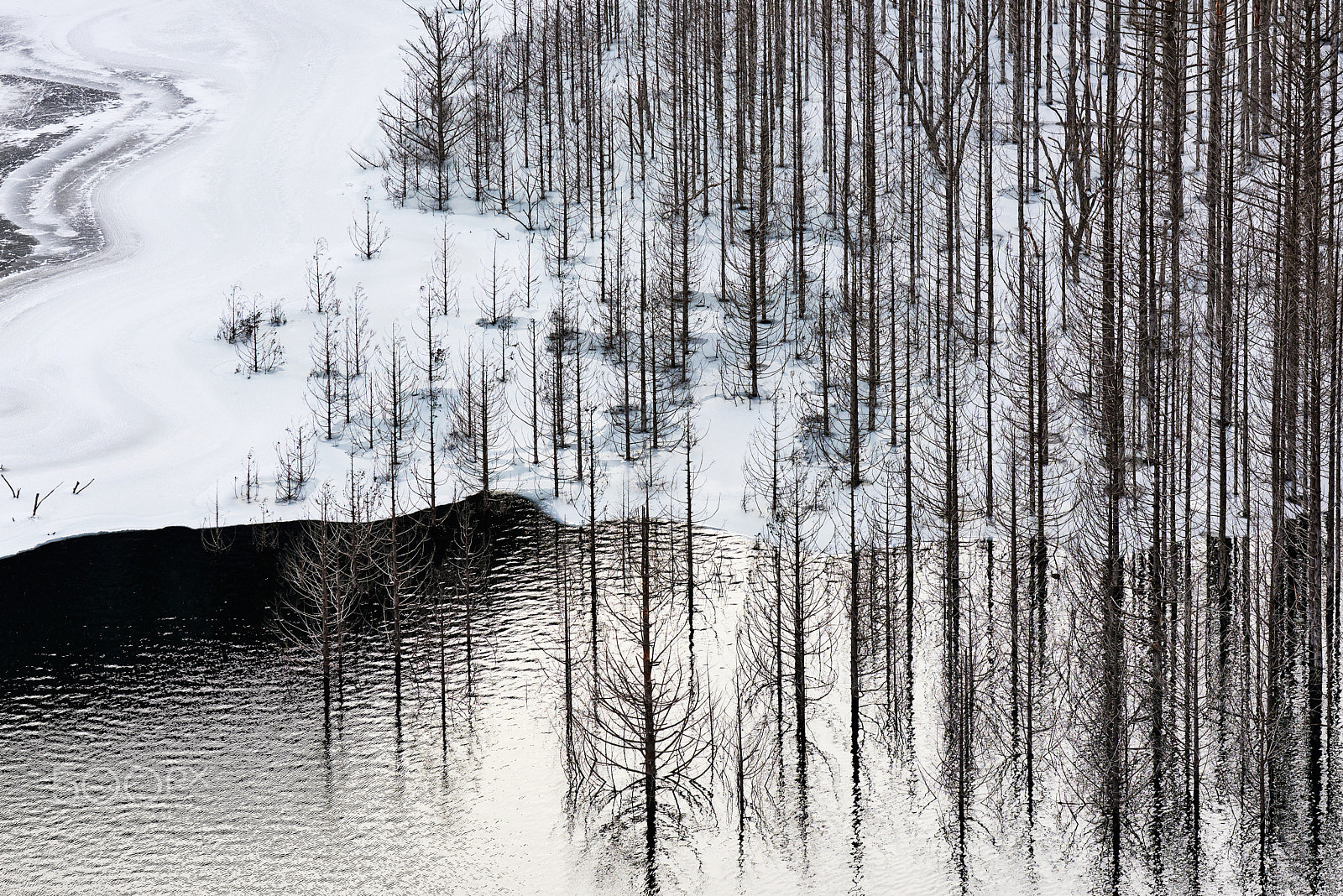 Nikon D810 sample photo. Withering trees photography